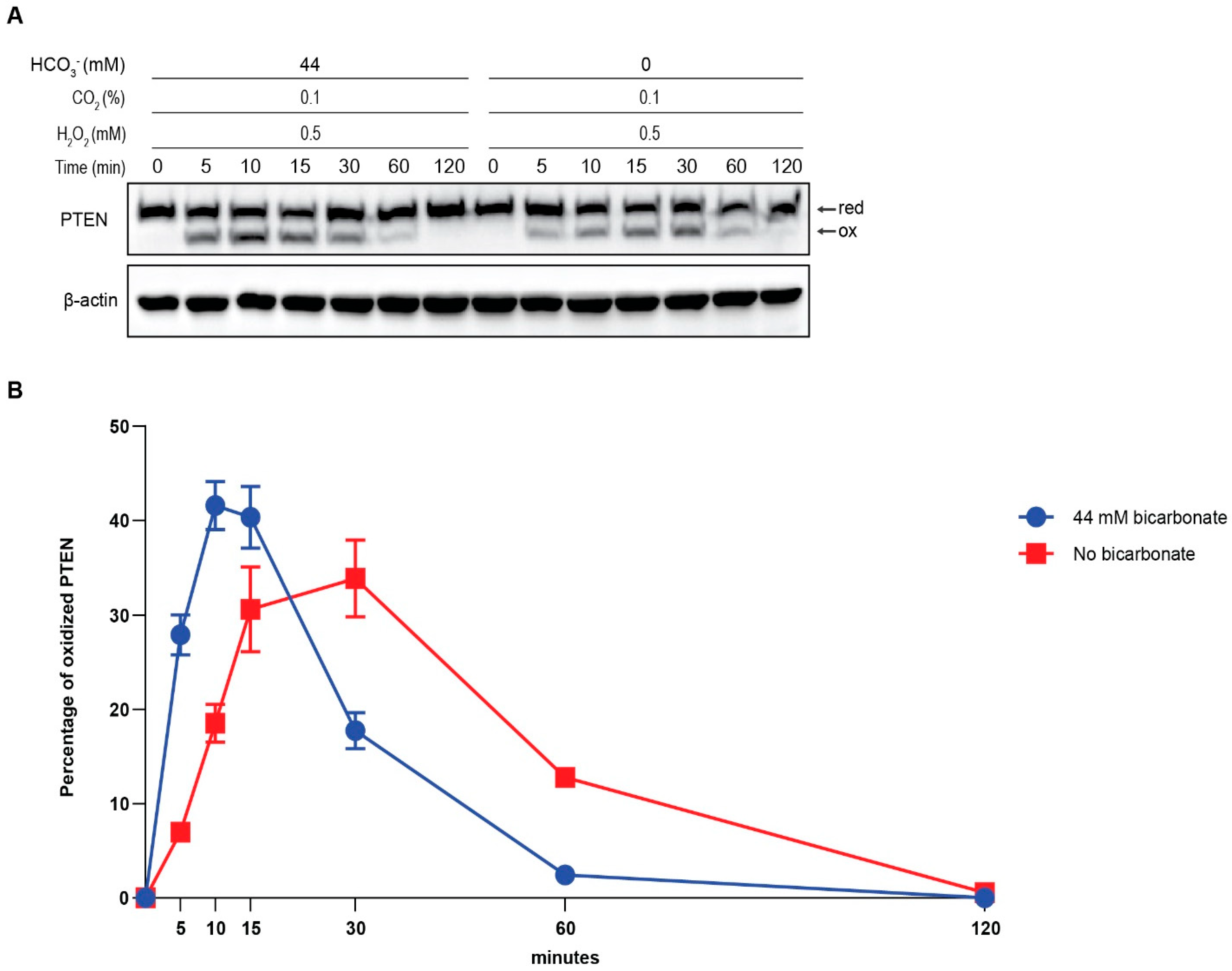 Antioxidants 13 00473 g003a