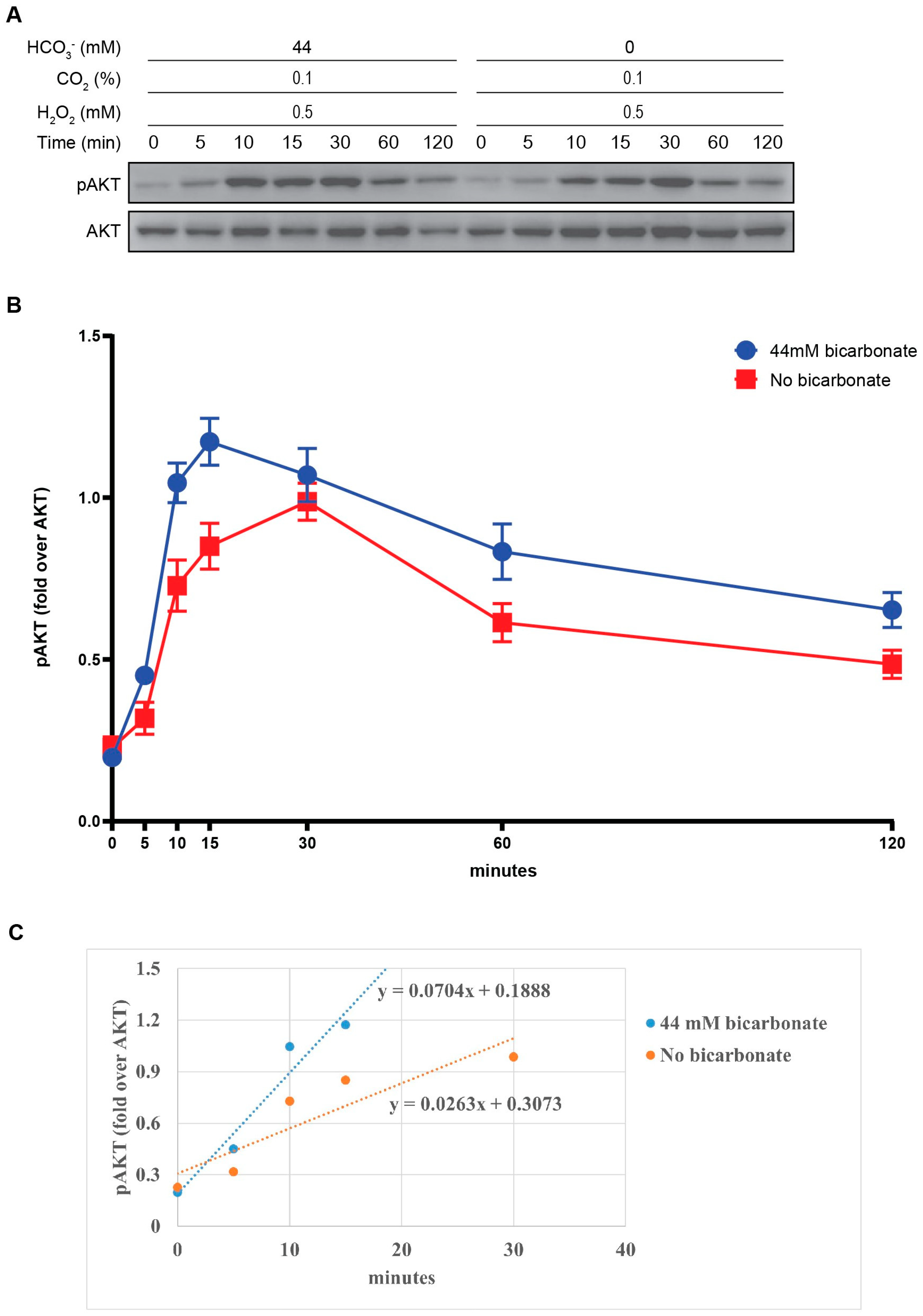 Antioxidants 13 00473 g004