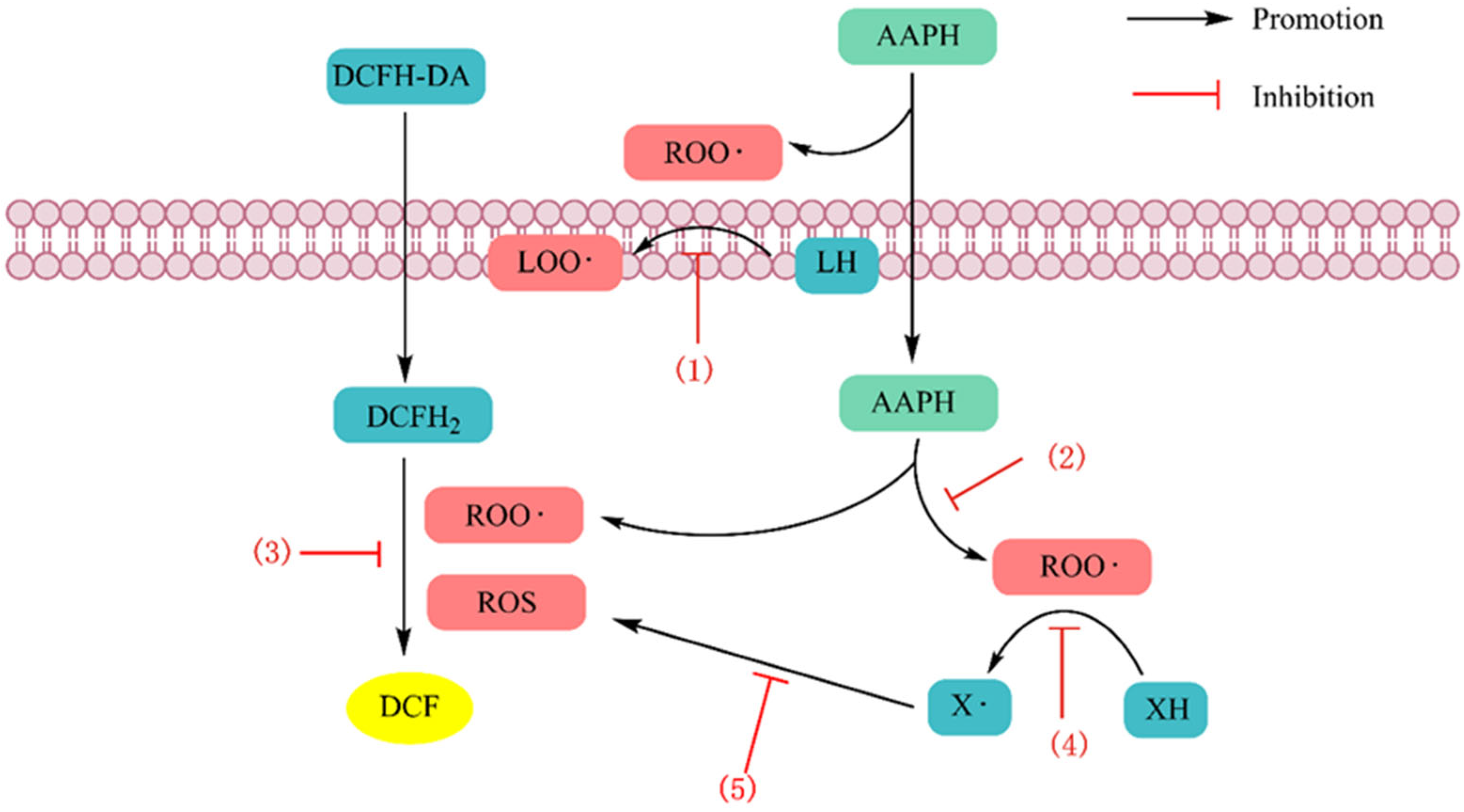 Antioxidants 13 00479 g003