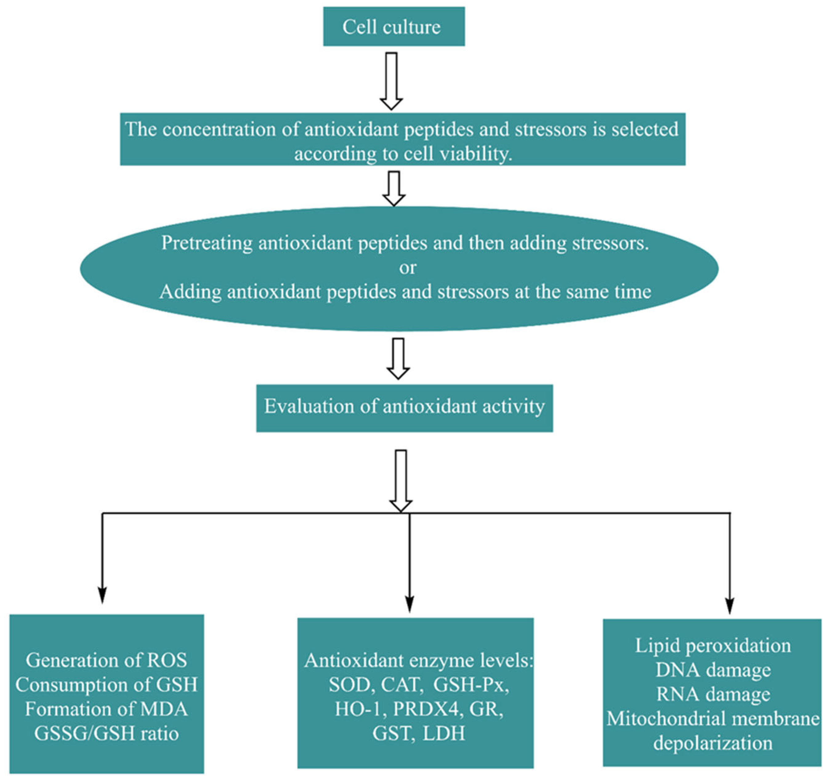 Antioxidants 13 00479 g004