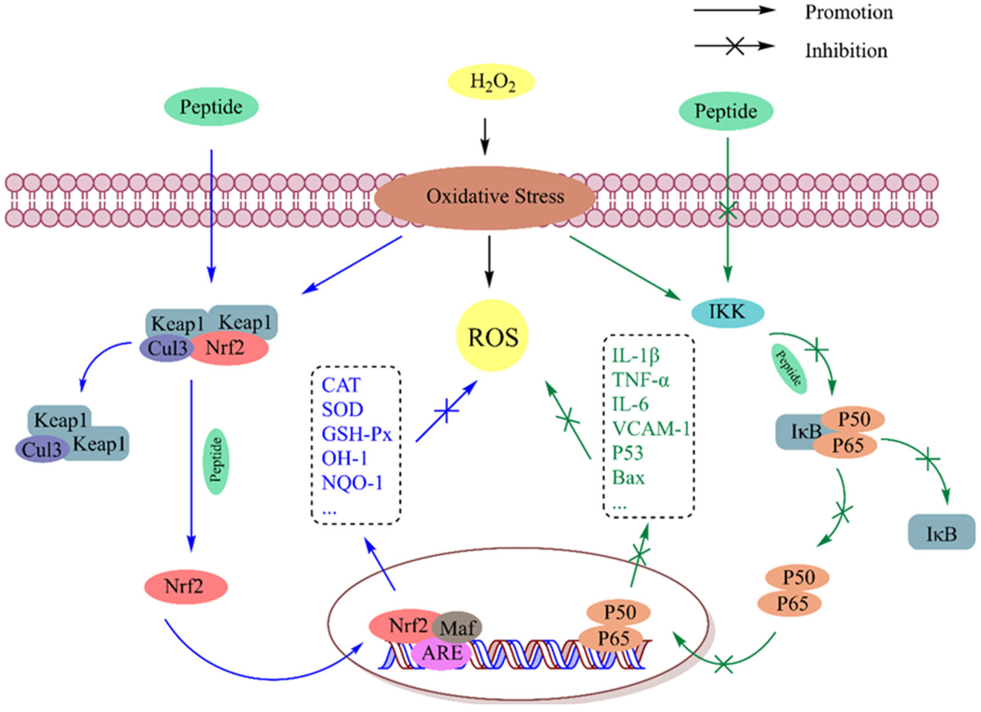 Antioxidants 13 00479 g005
