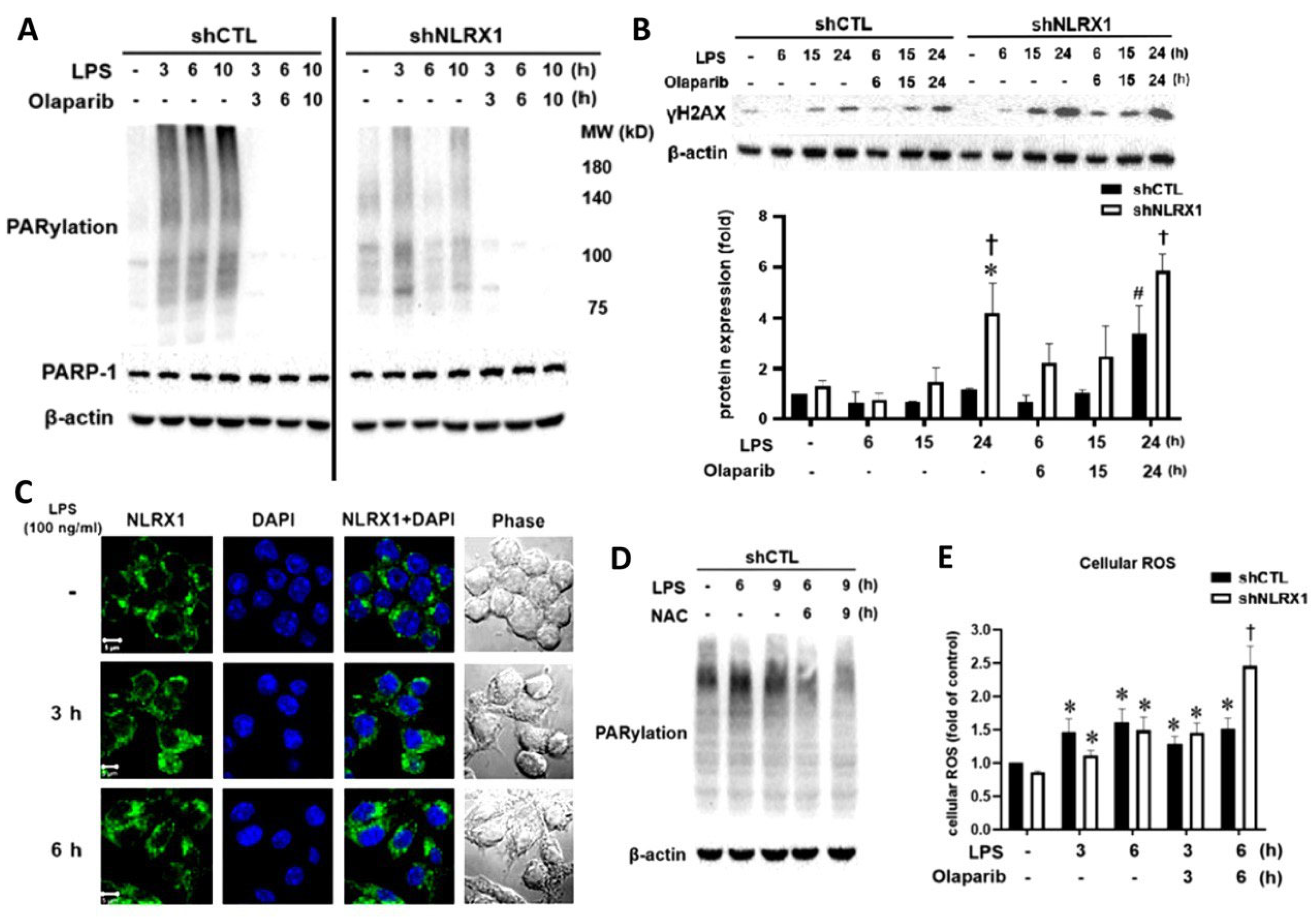 Antioxidants 13 00481 g002