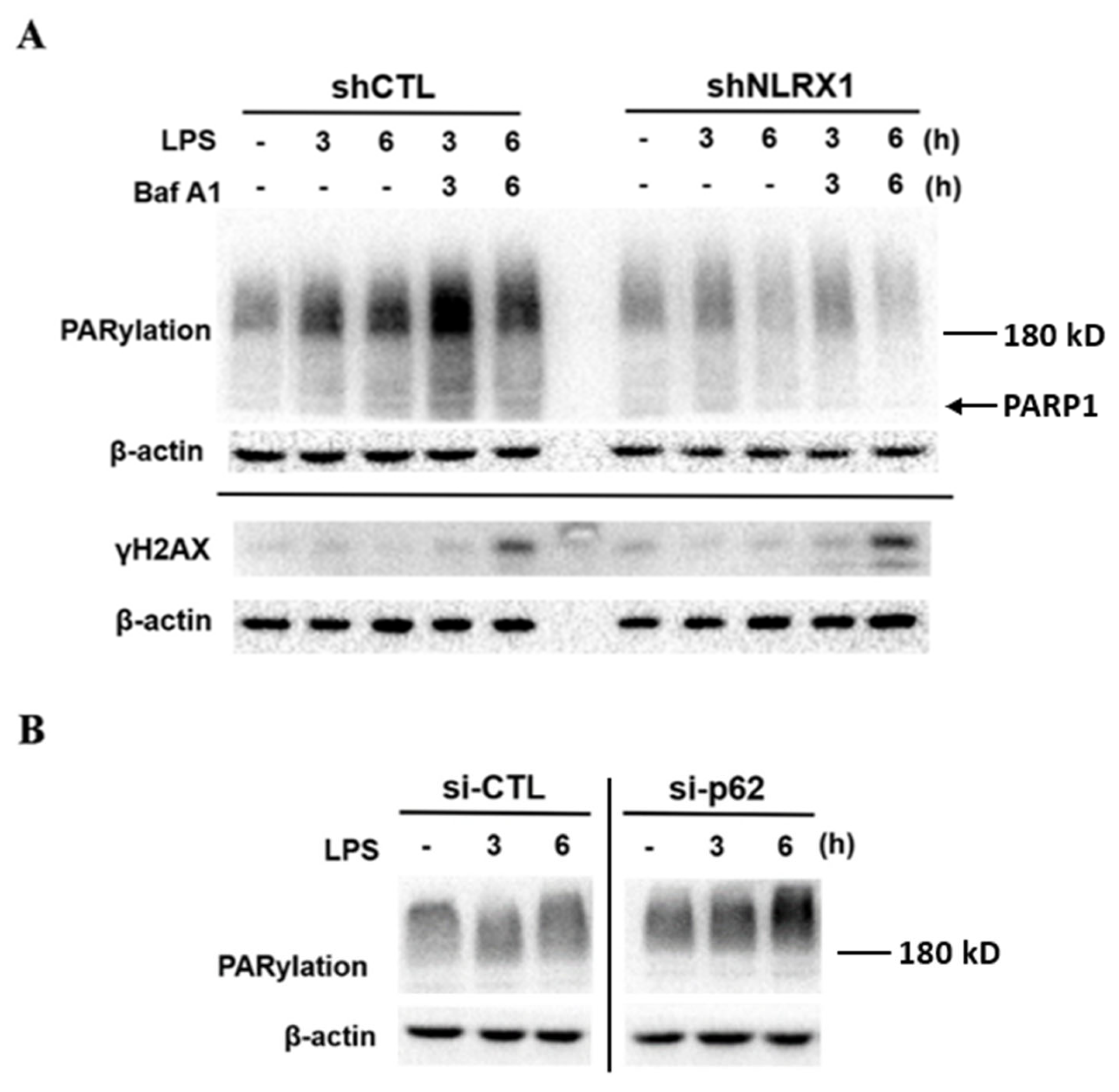 Antioxidants 13 00481 g007