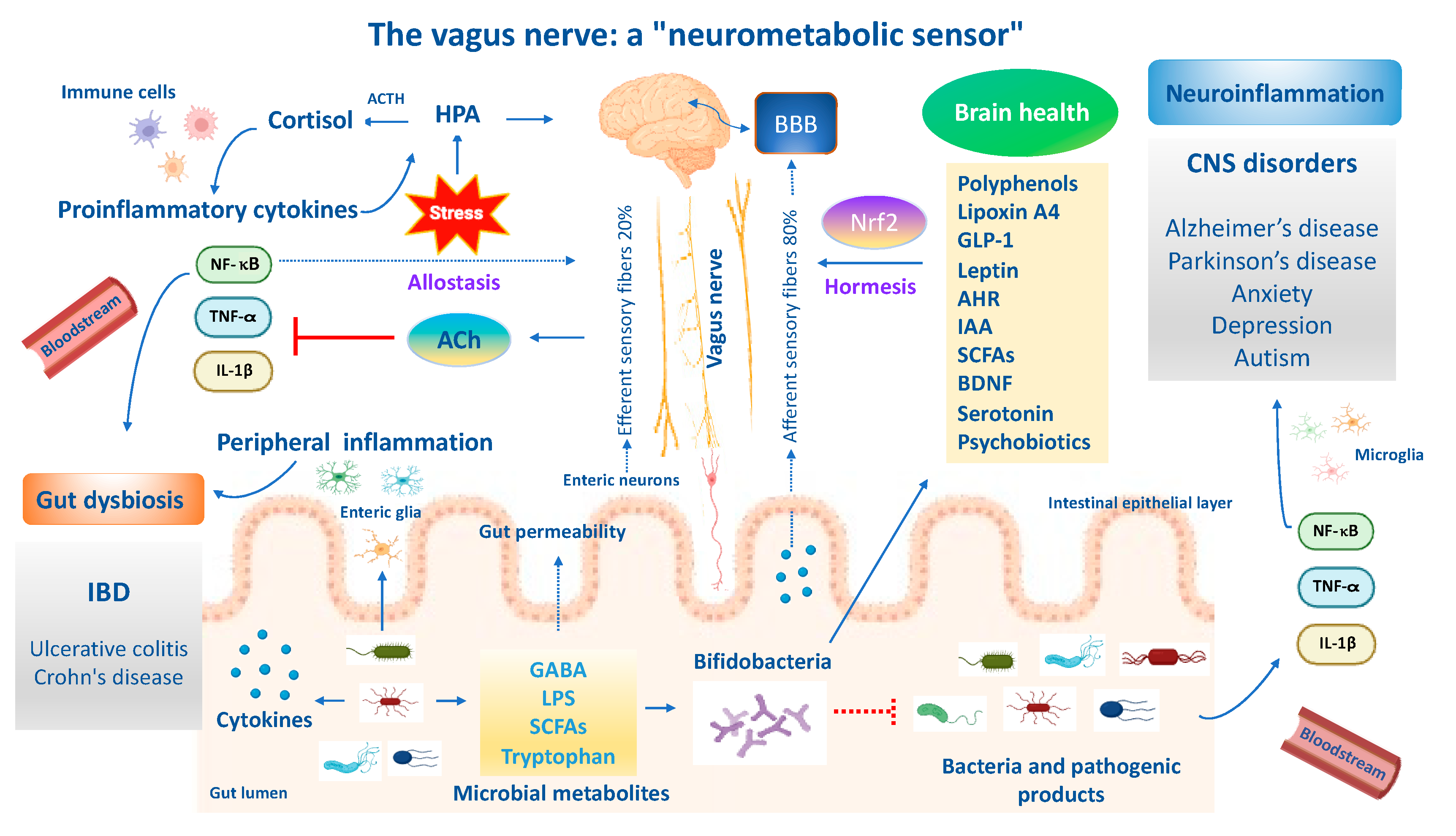 Antioxidants 13 00484 g002