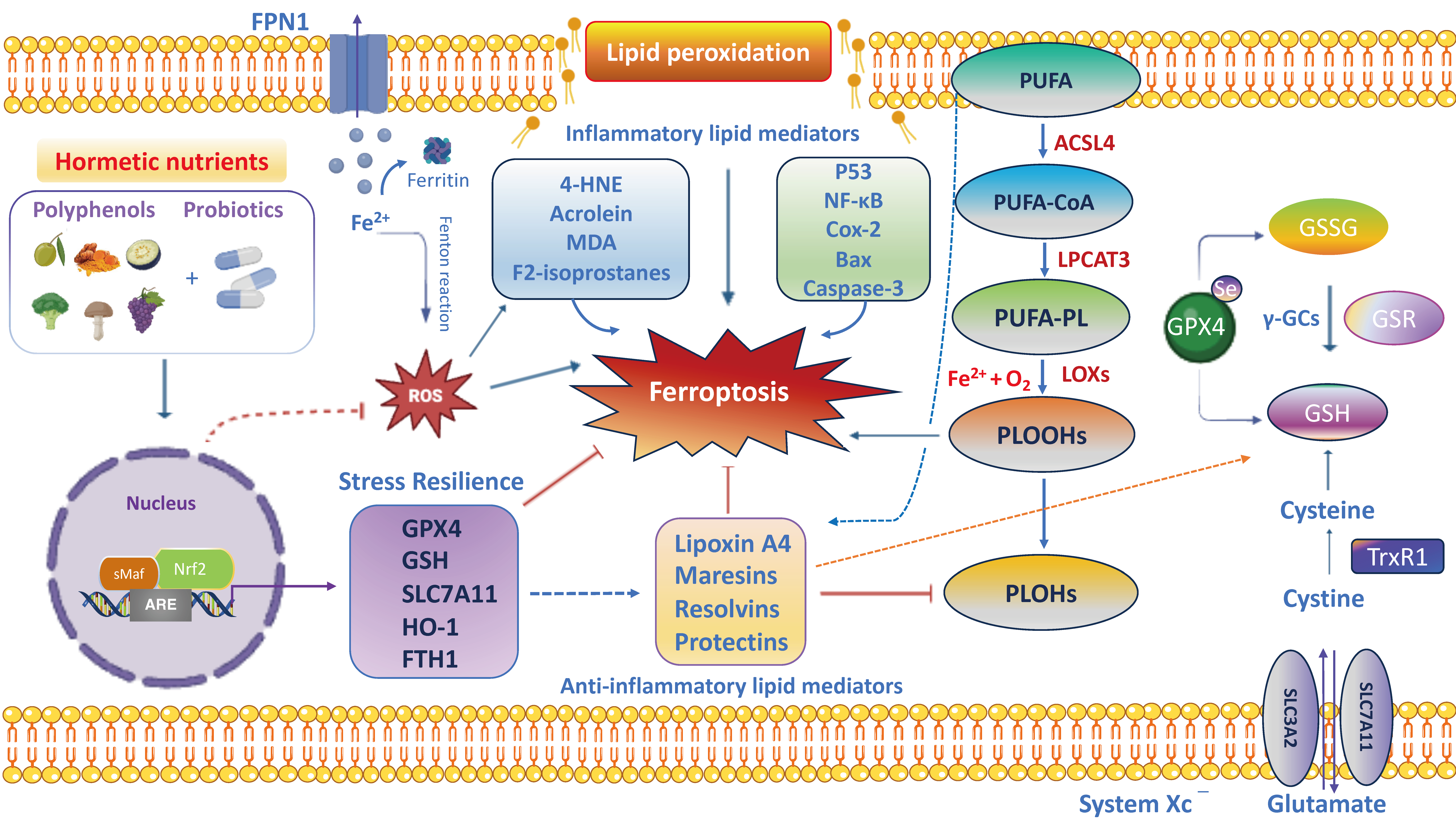 Antioxidants 13 00484 g003