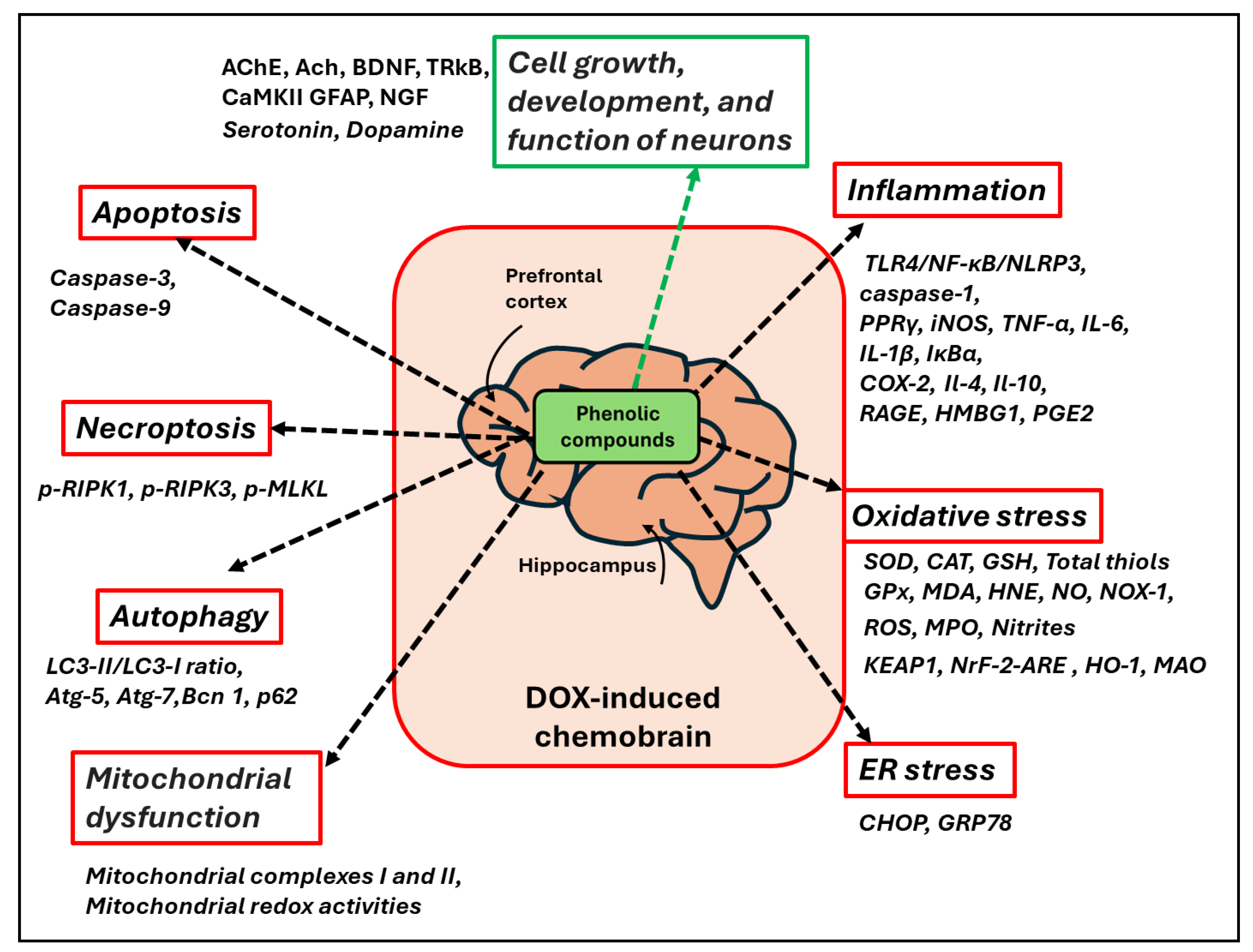 Antioxidants 13 00486 g007