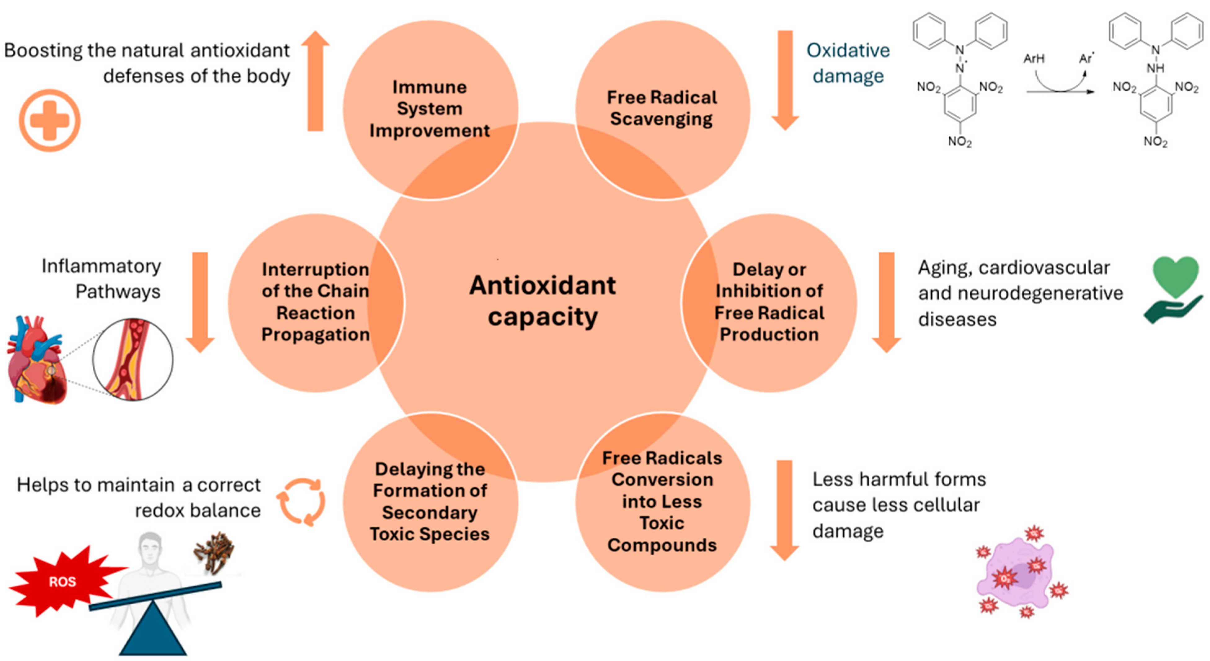 Antioxidants 13 00488 g004