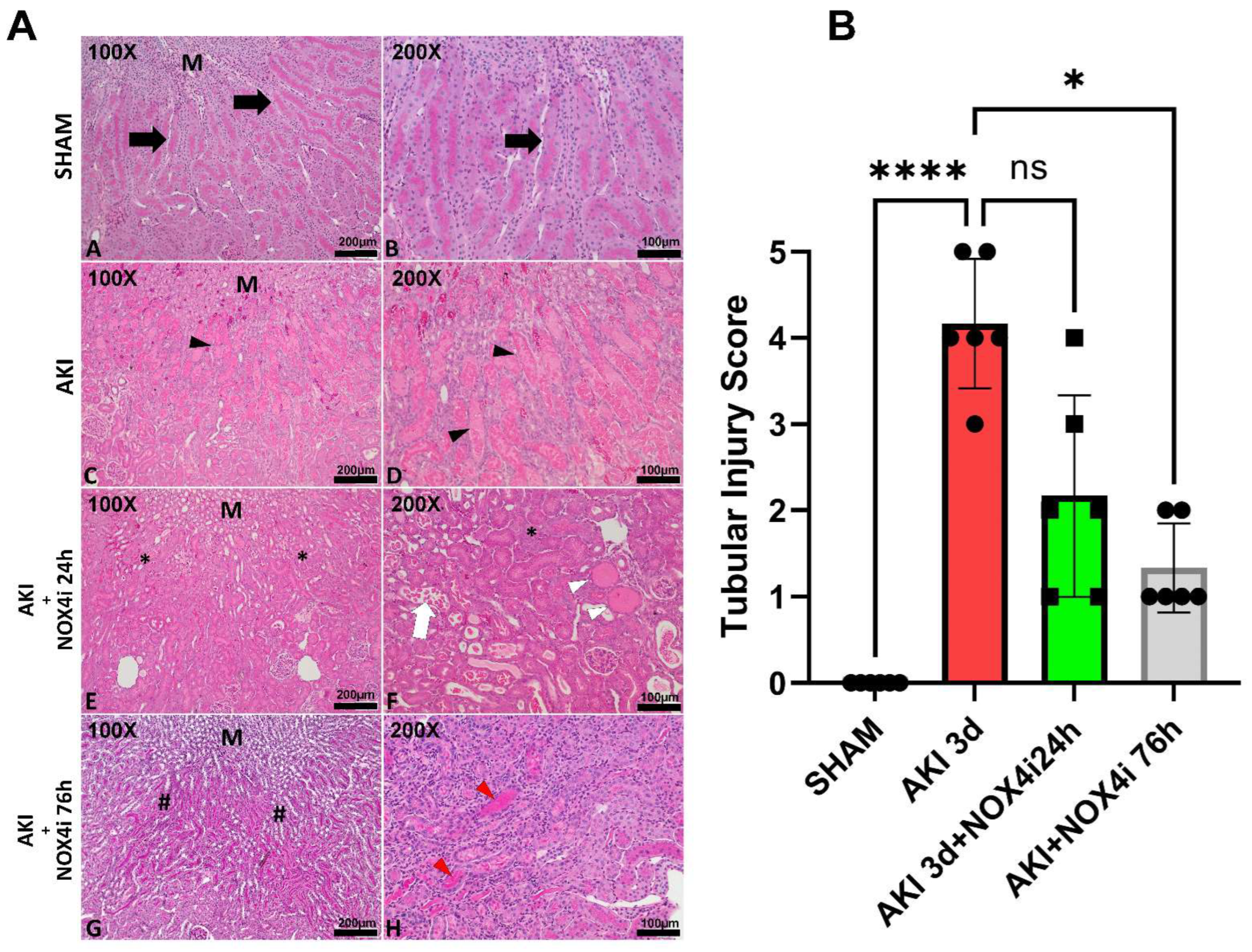Antioxidants 13 00489 g002