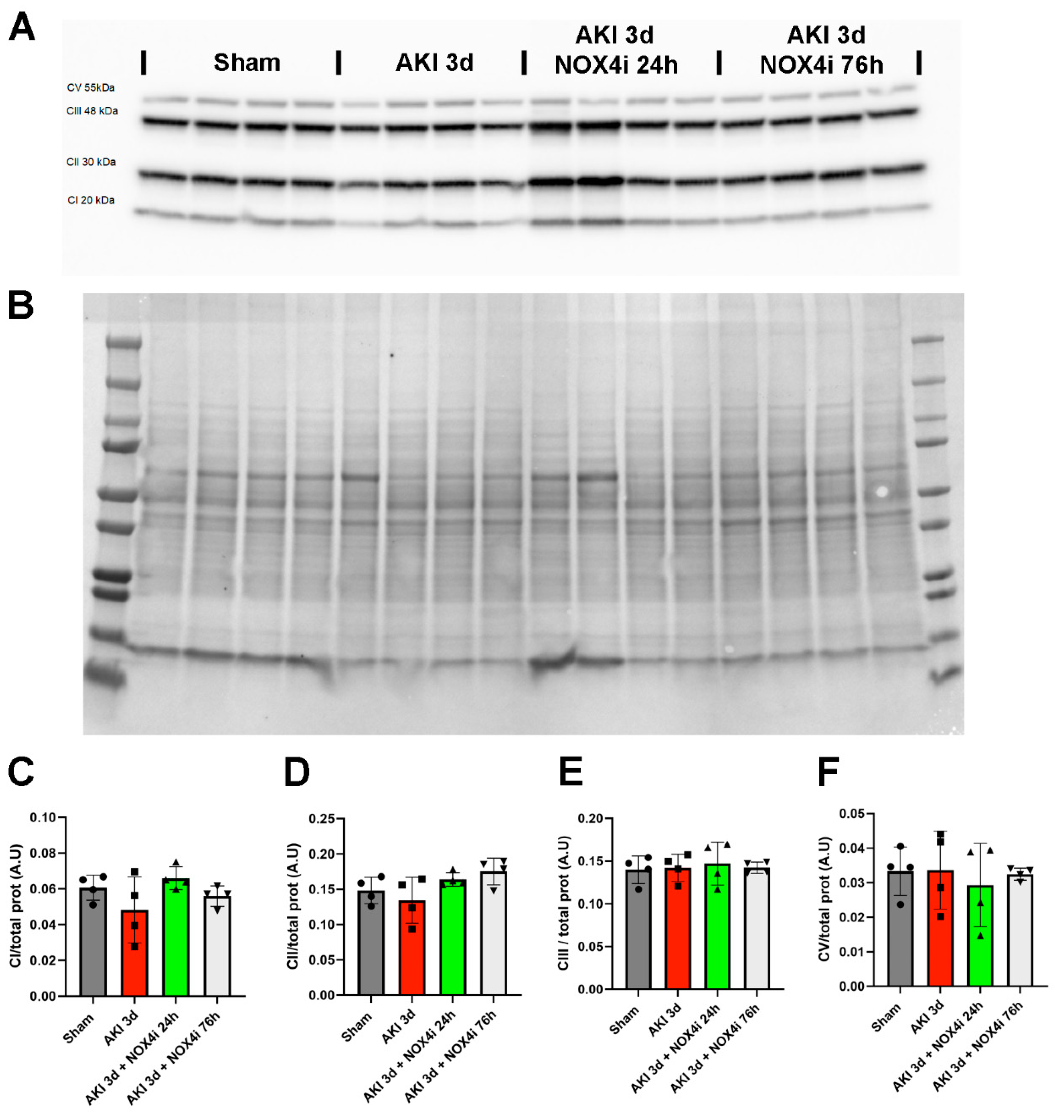 Antioxidants 13 00489 g007