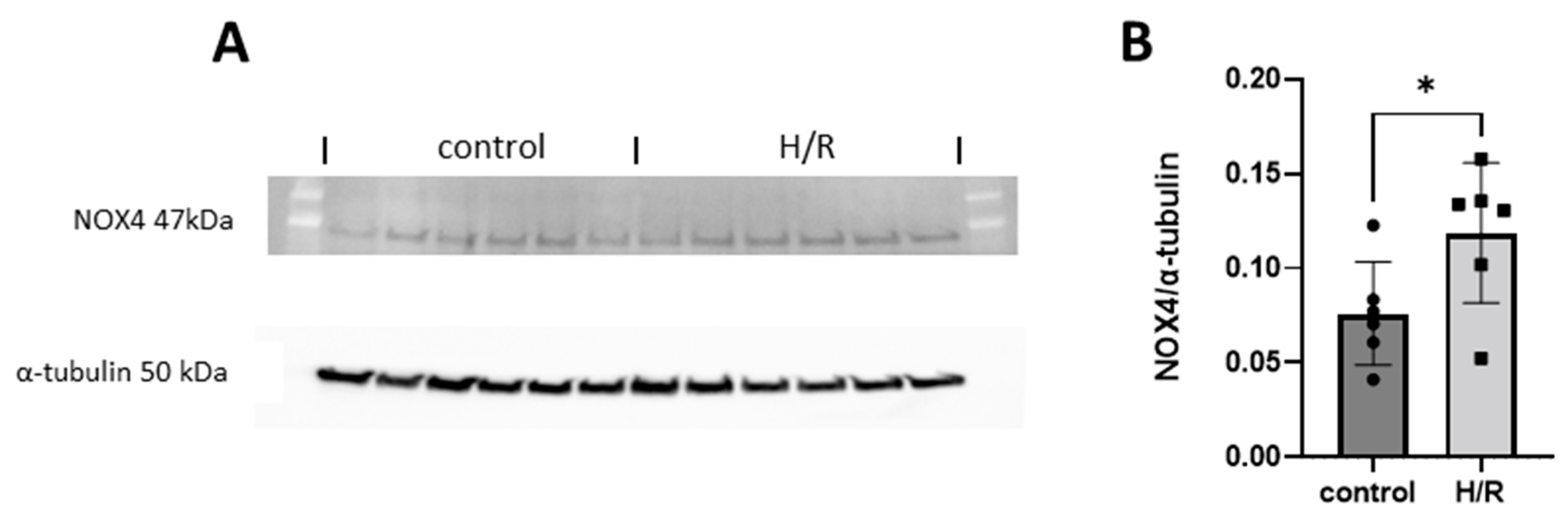 Antioxidants 13 00489 g010