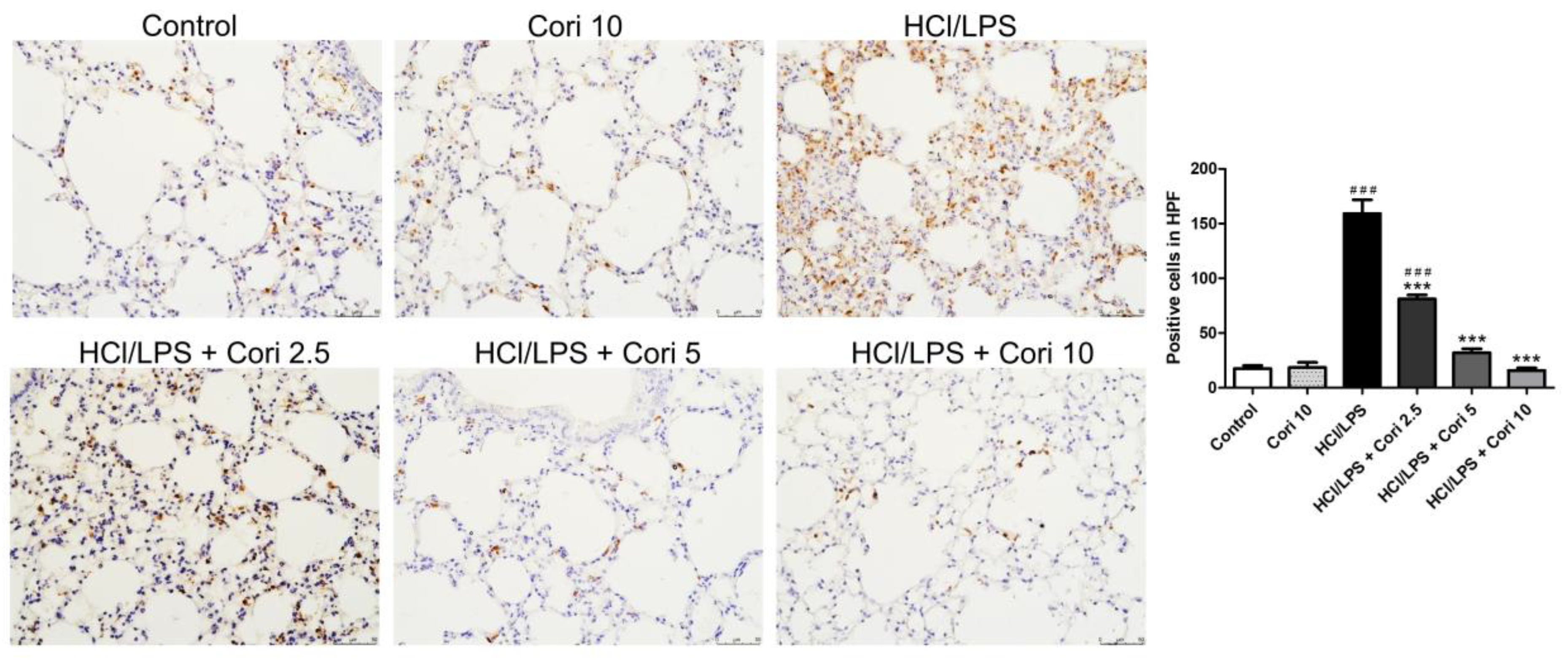 Antioxidants 13 00491 g003