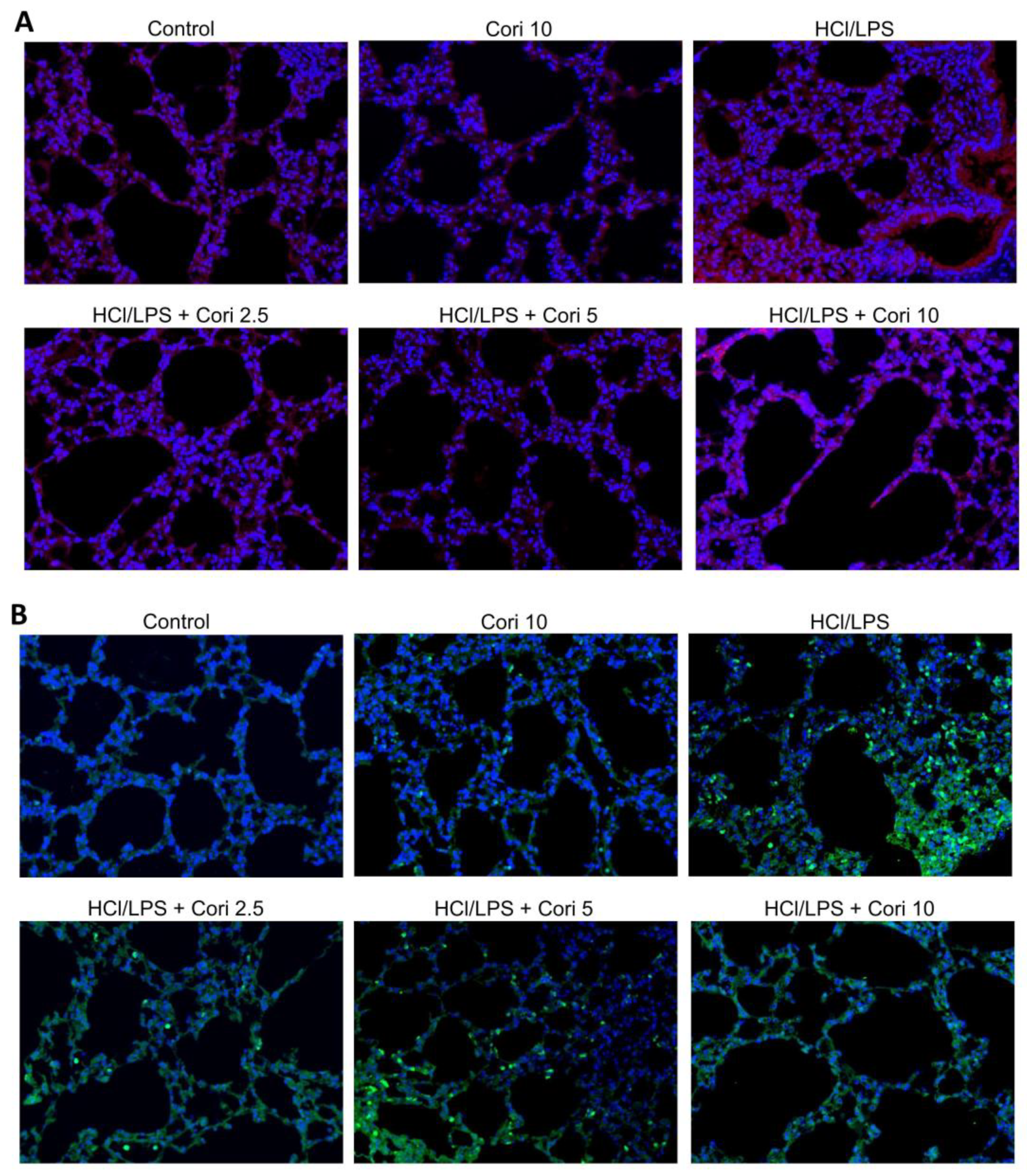 Antioxidants 13 00491 g008