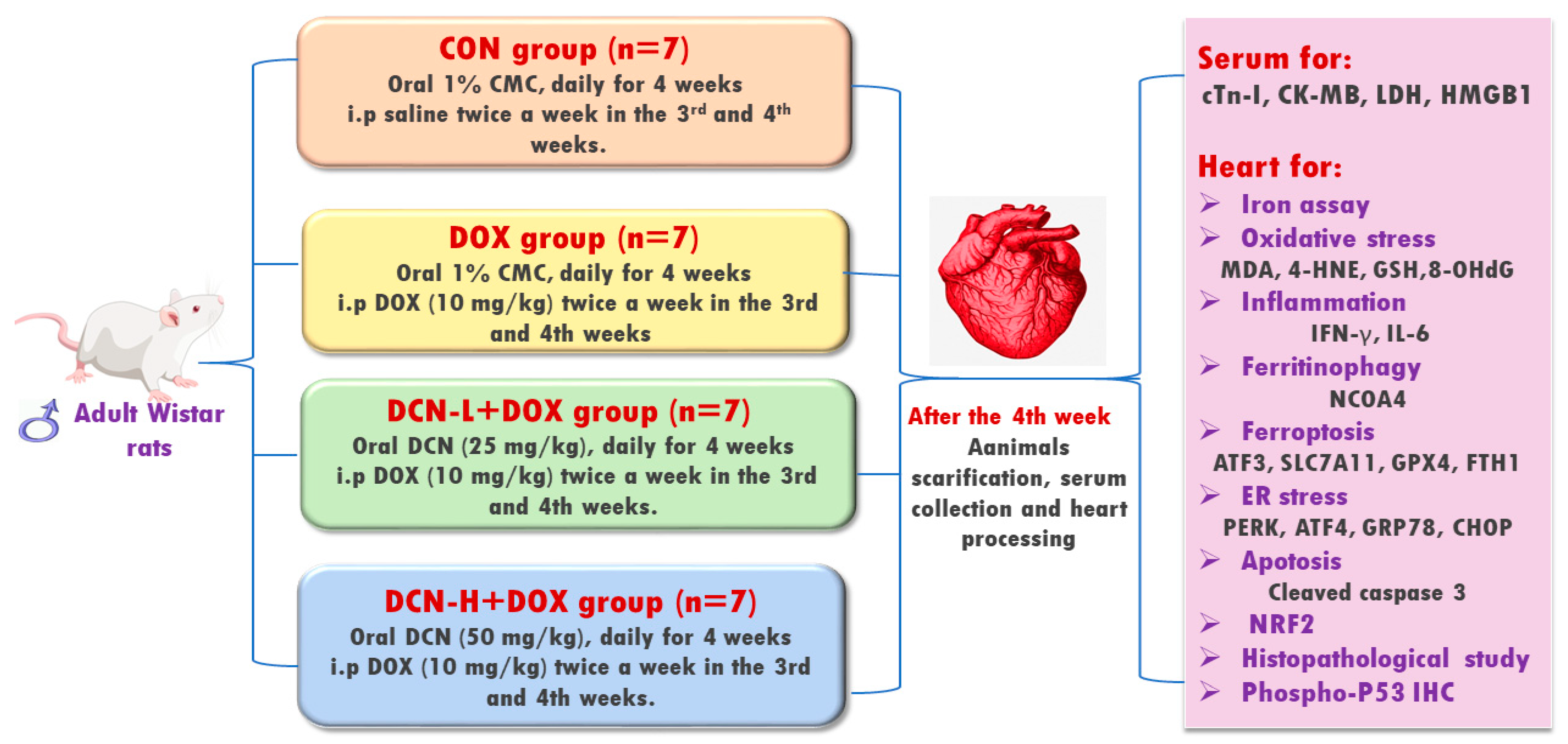 Antioxidants 13 00493 g001