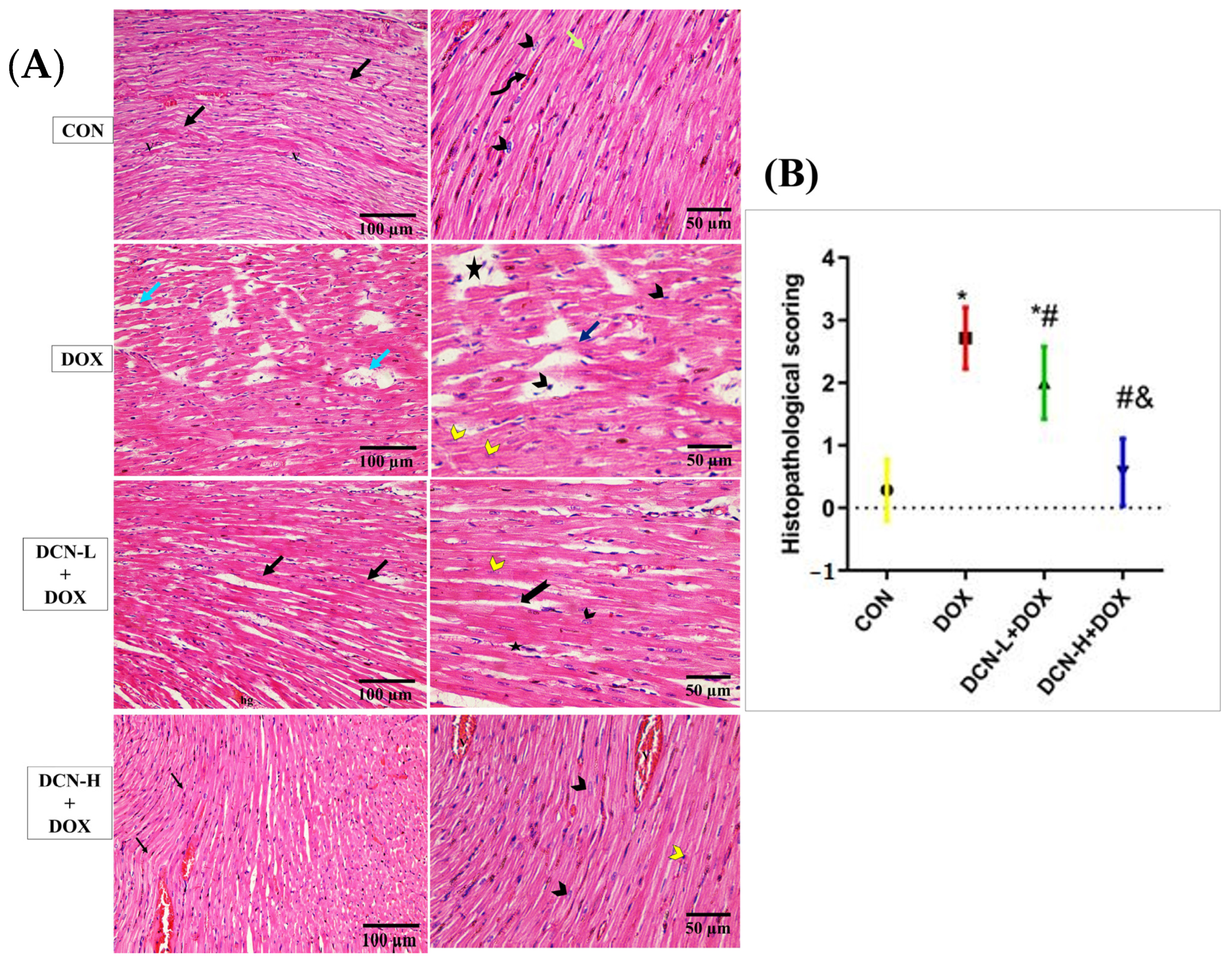 Antioxidants 13 00493 g003