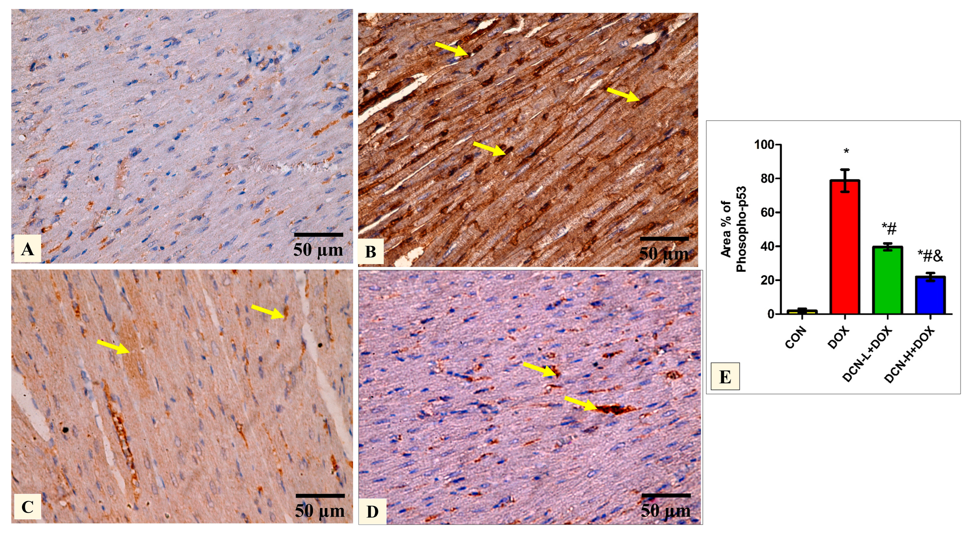 Antioxidants 13 00493 g006