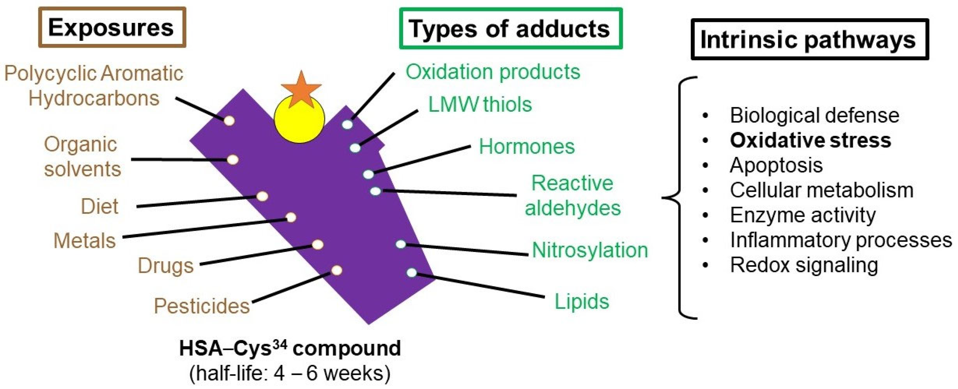 Antioxidants 13 00494 g001