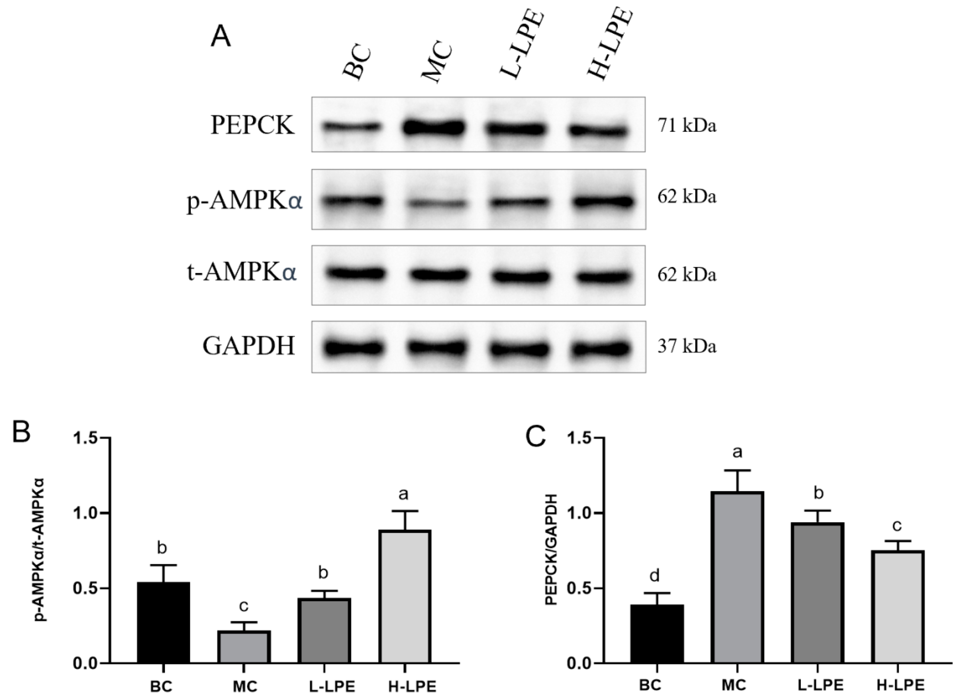 Antioxidants 13 00495 g008