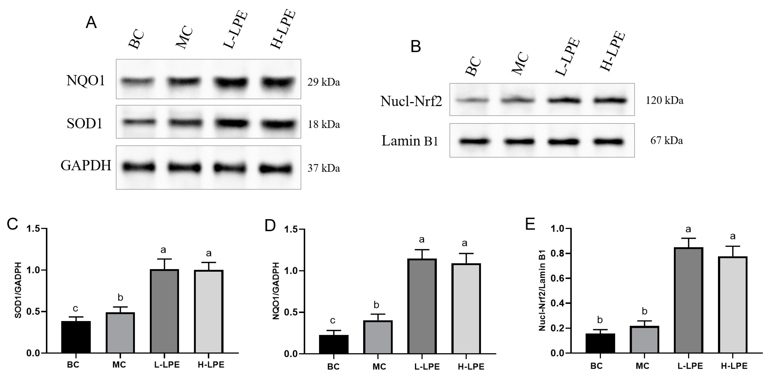 Antioxidants 13 00495 g009