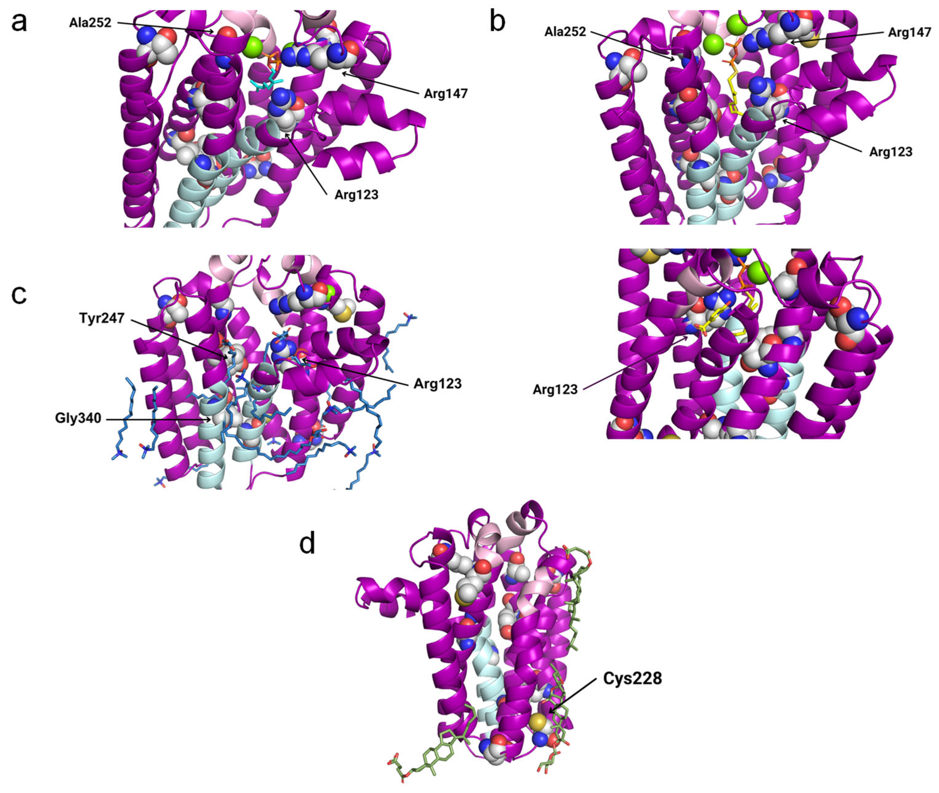 Antioxidants 13 00496 g007