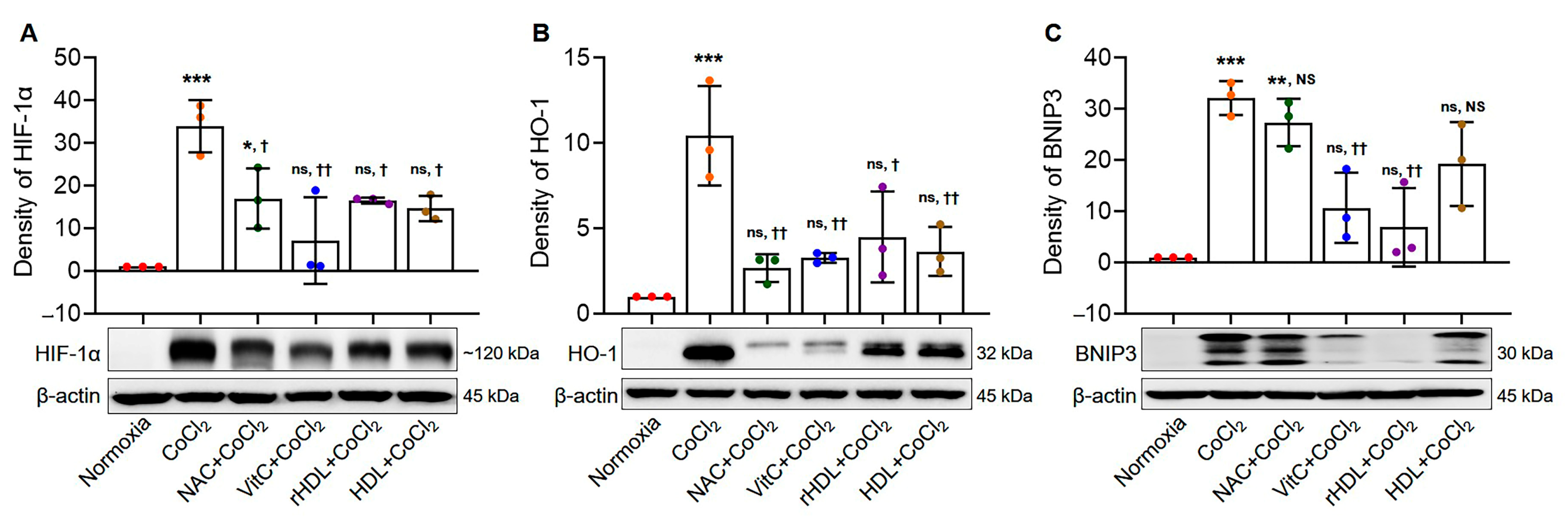 Antioxidants 13 00497 g002