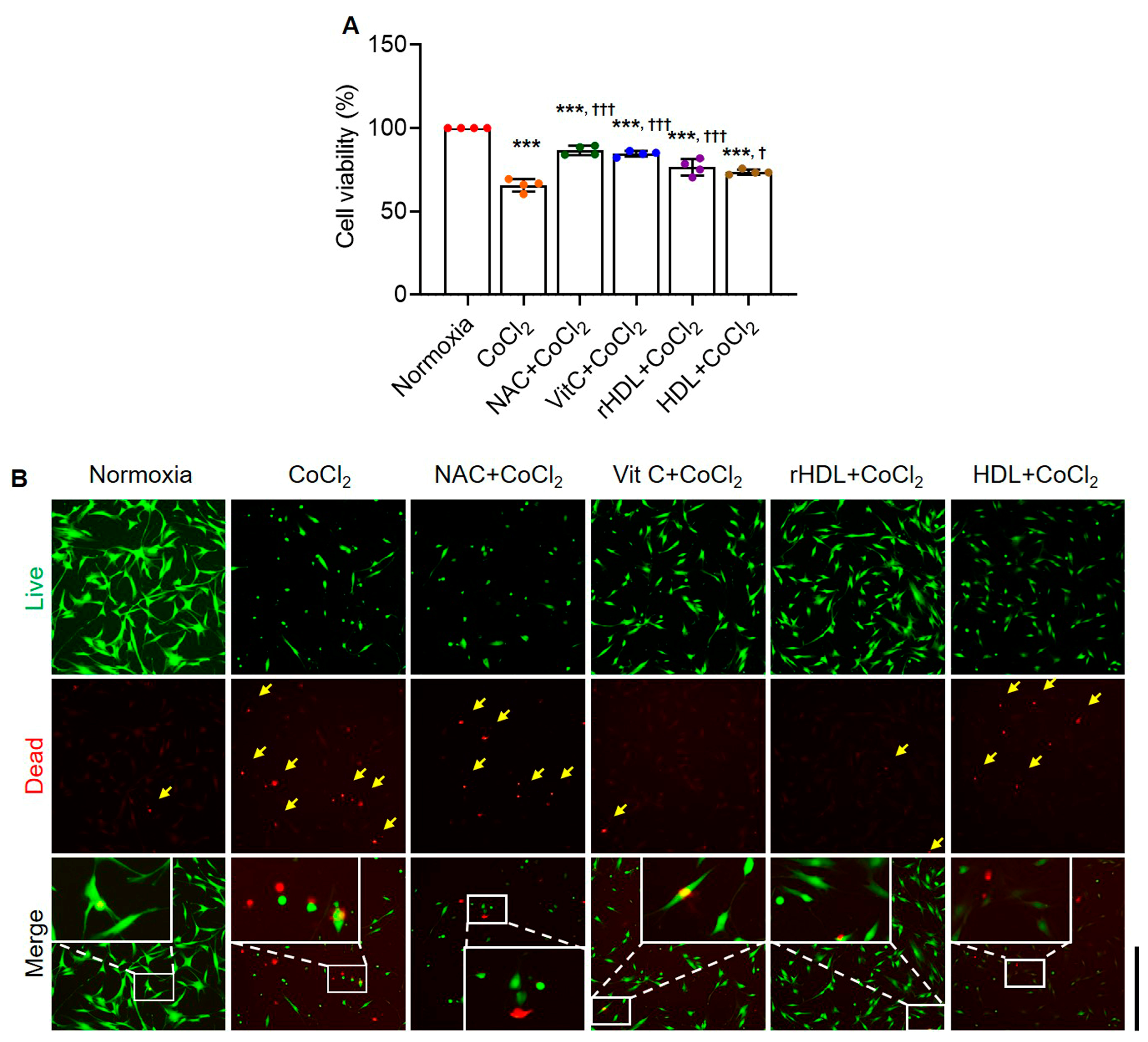Antioxidants 13 00497 g003