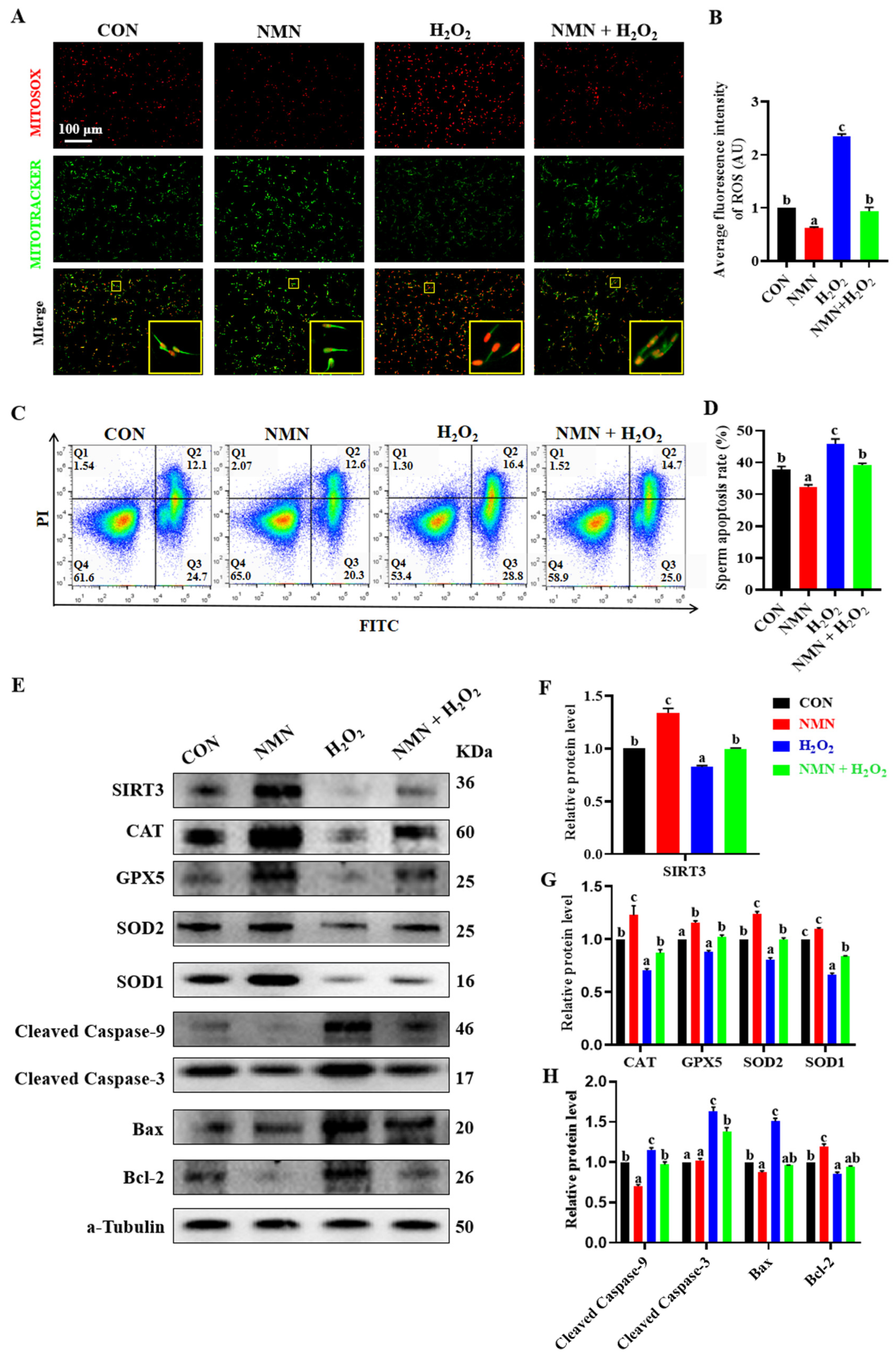 Antioxidants 13 00507 g004
