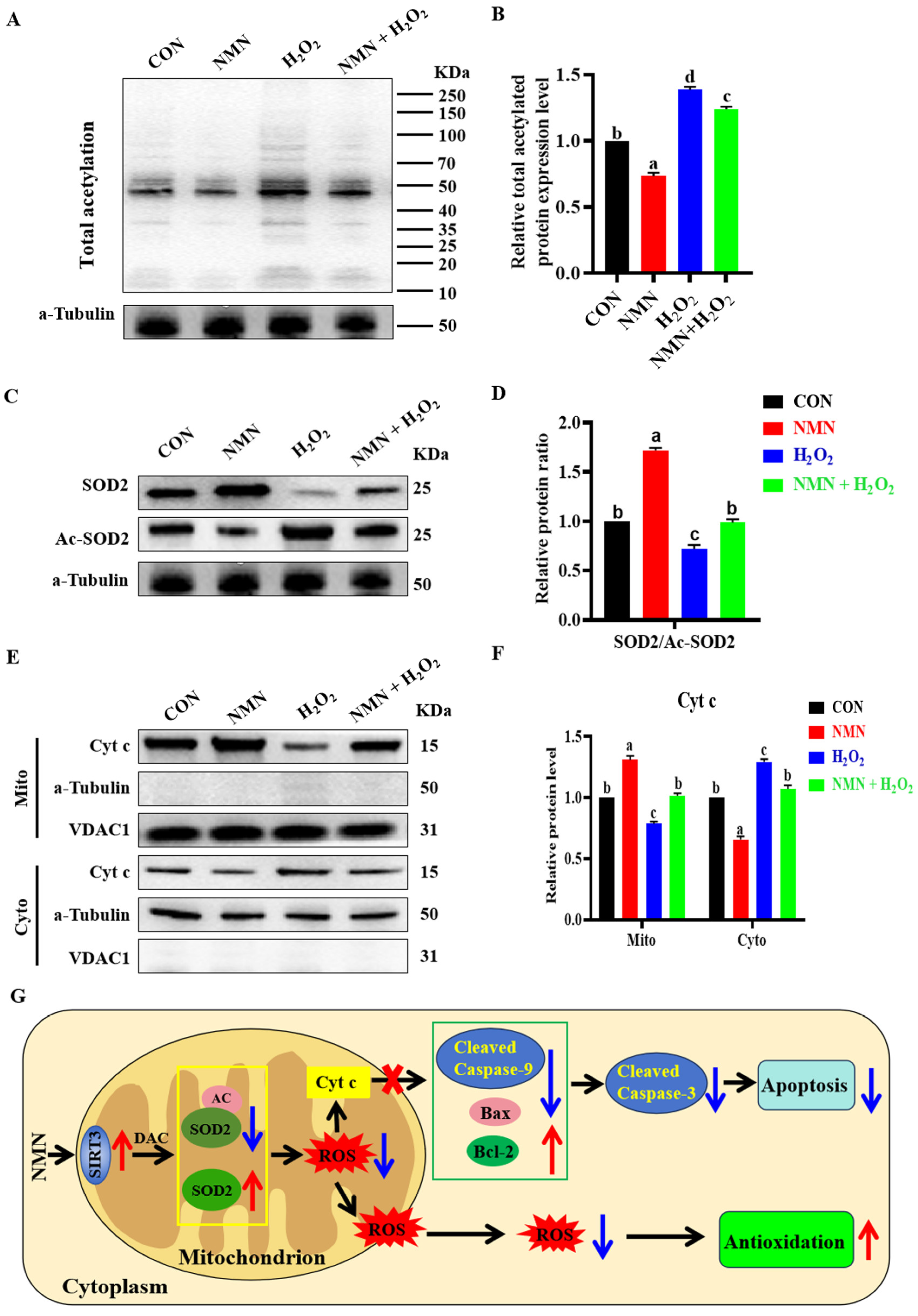 Antioxidants 13 00507 g005