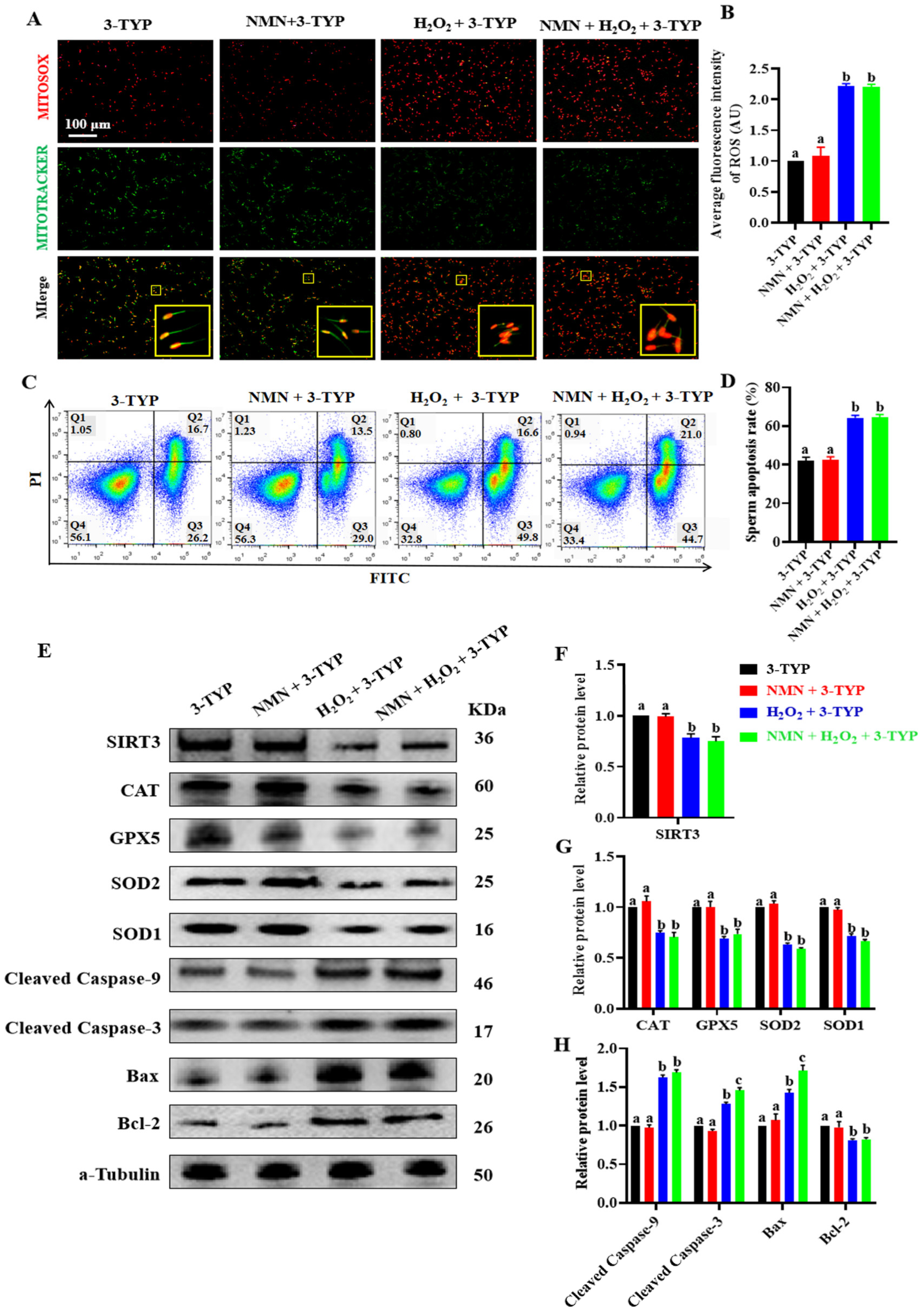 Antioxidants 13 00507 g006