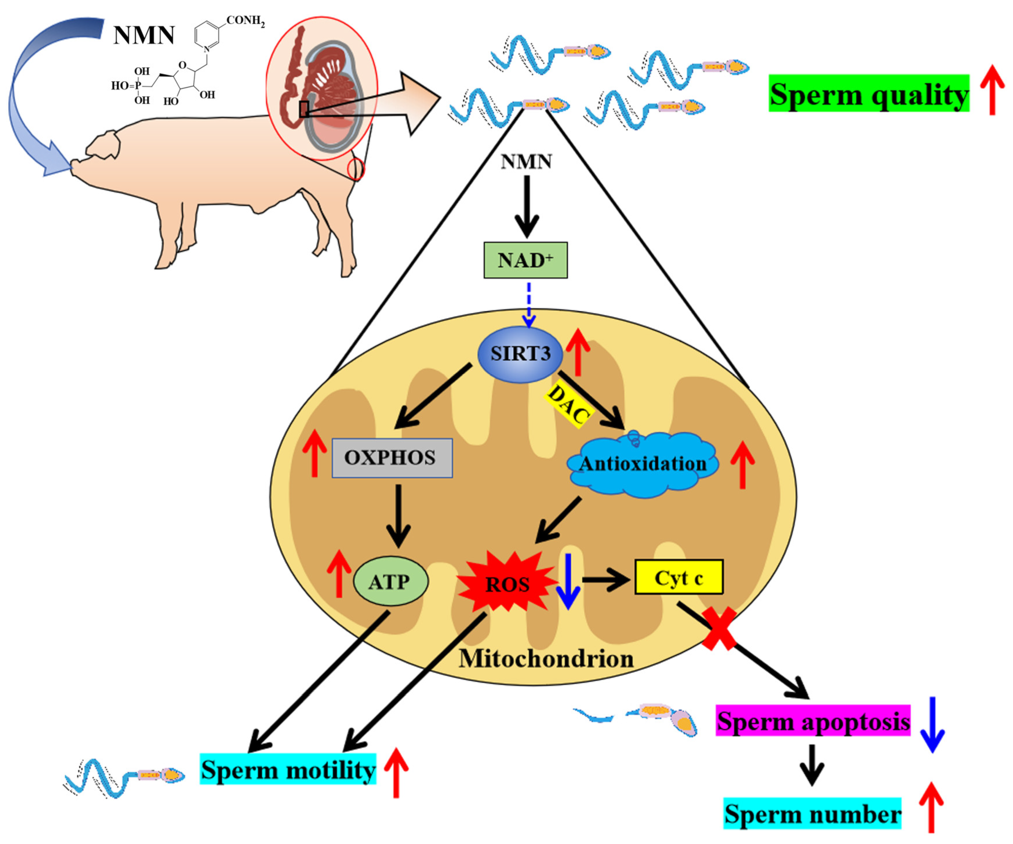 Antioxidants 13 00507 g007