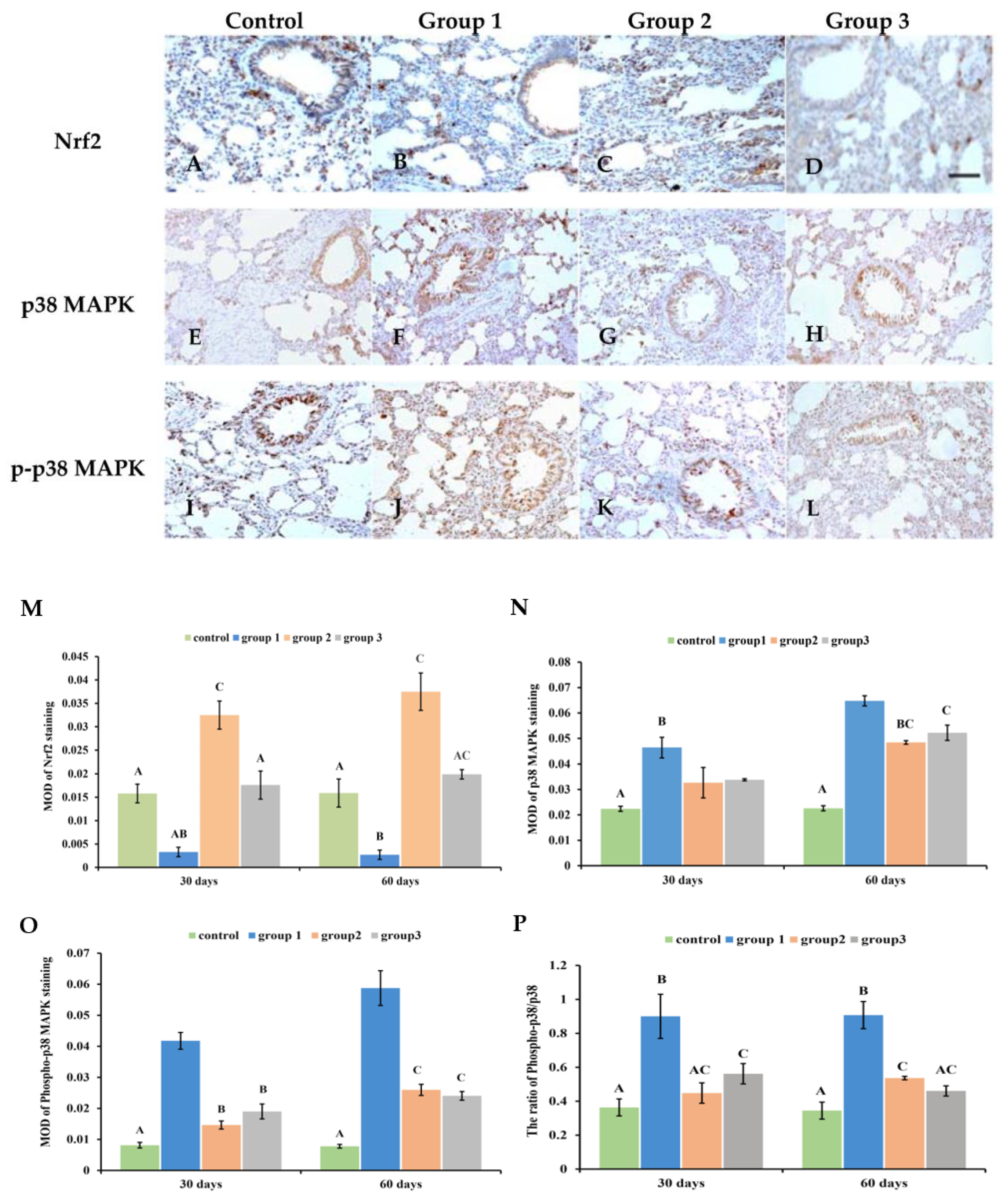 Antioxidants 13 00511 g006