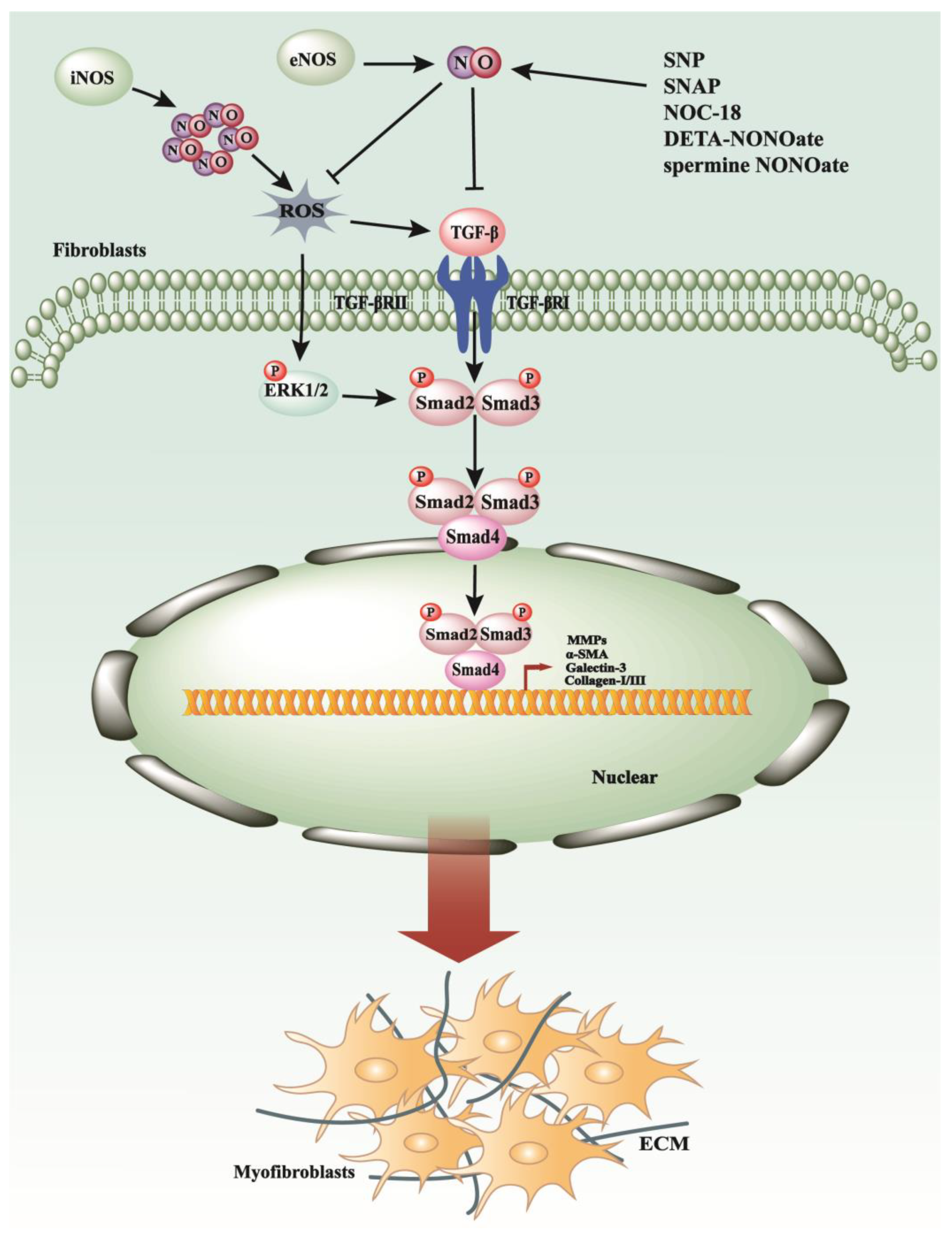 Antioxidants 13 00515 g001