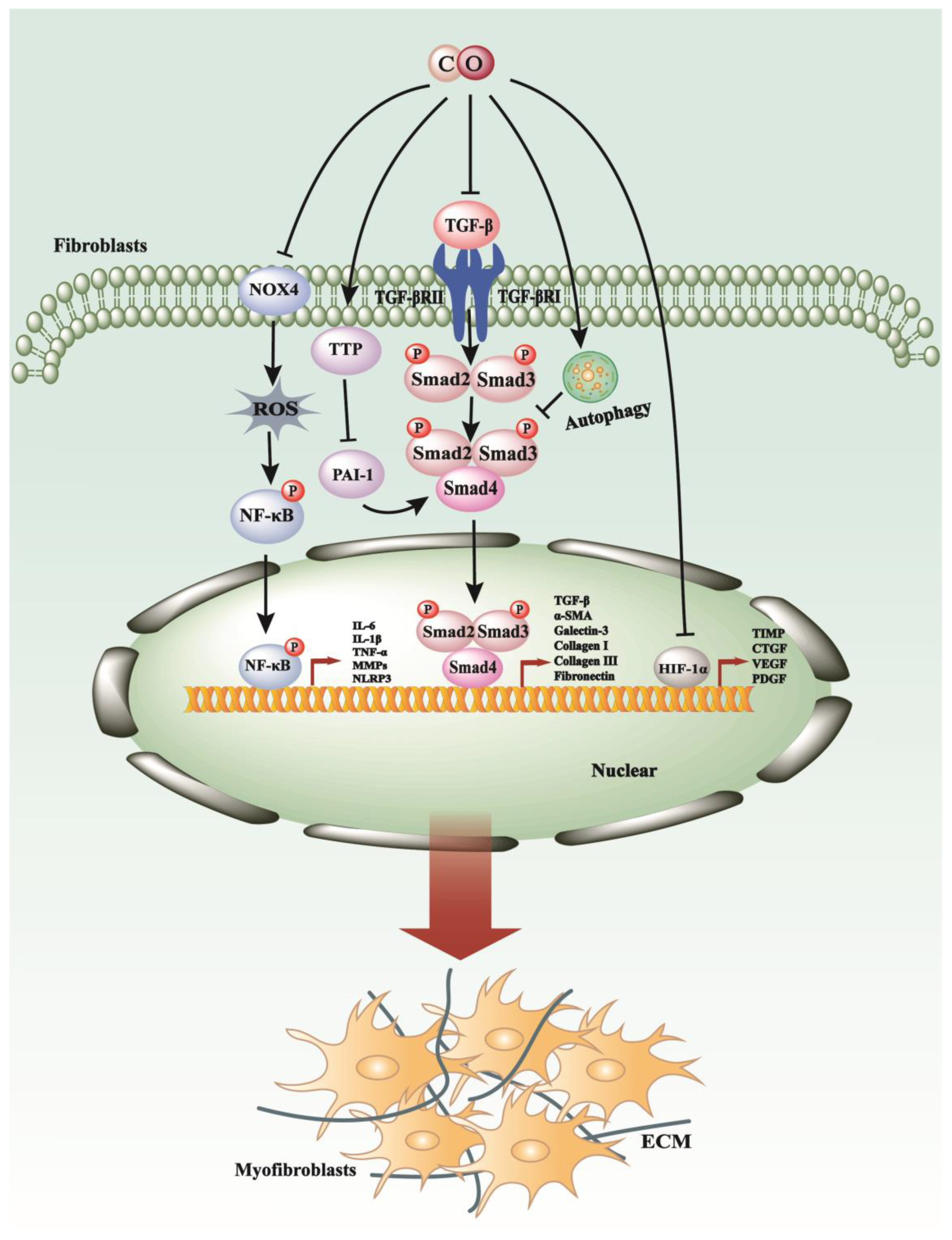 Antioxidants 13 00515 g002