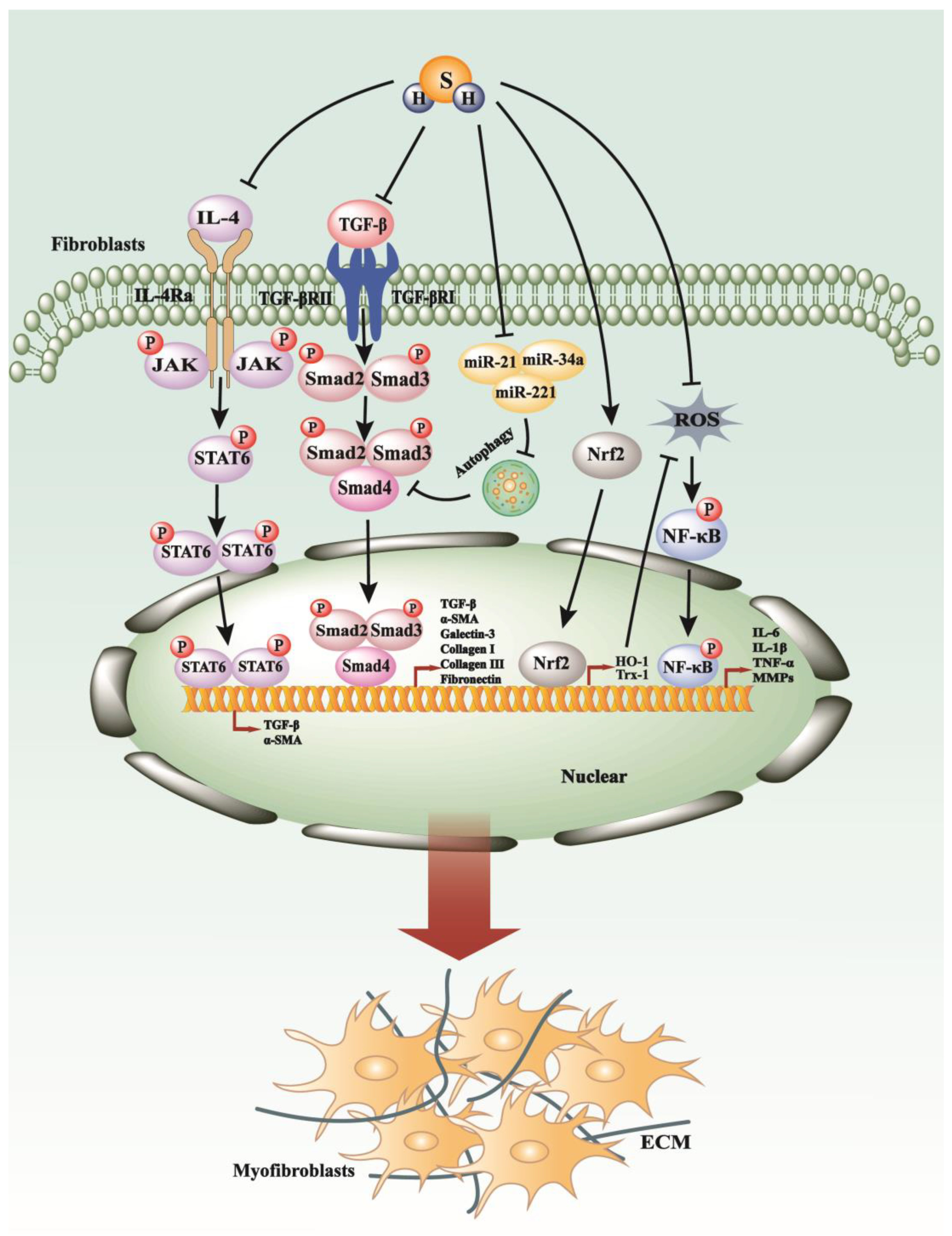 Antioxidants 13 00515 g003