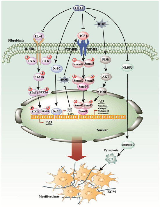 Antioxidants 13 00515 g004