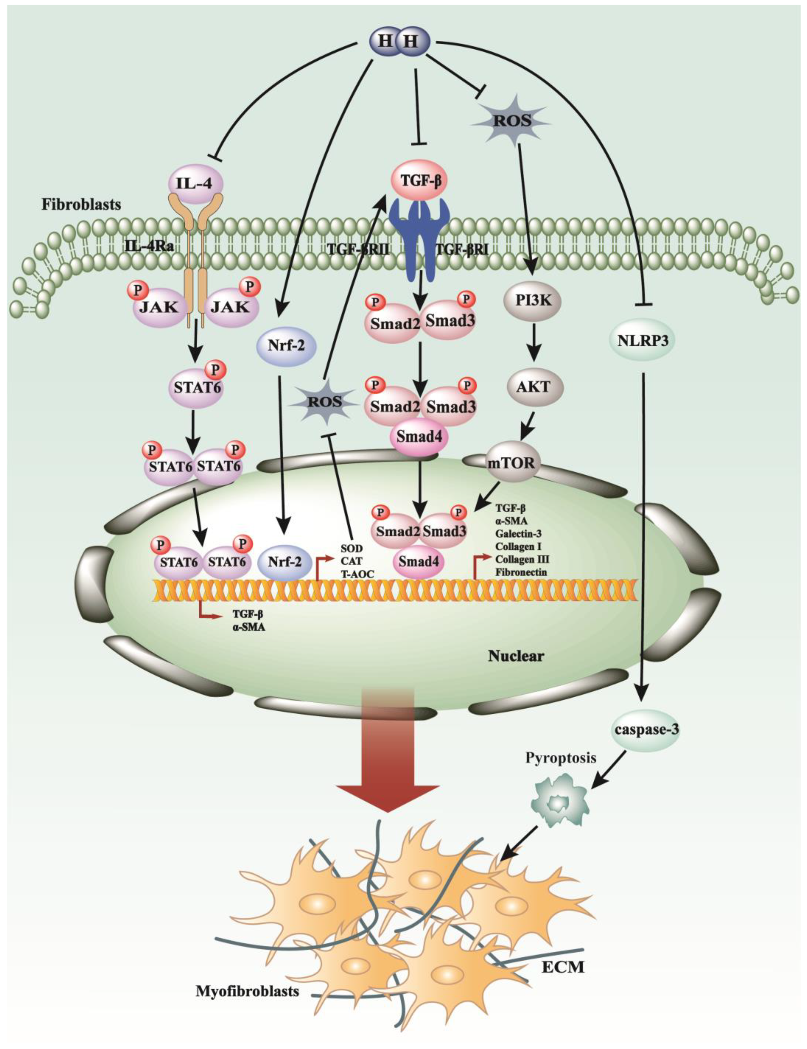 Antioxidants 13 00515 g004