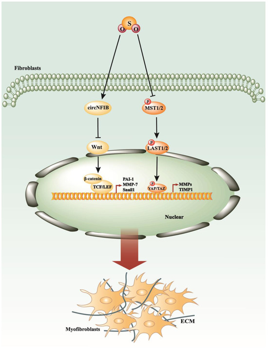Antioxidants 13 00515 g005