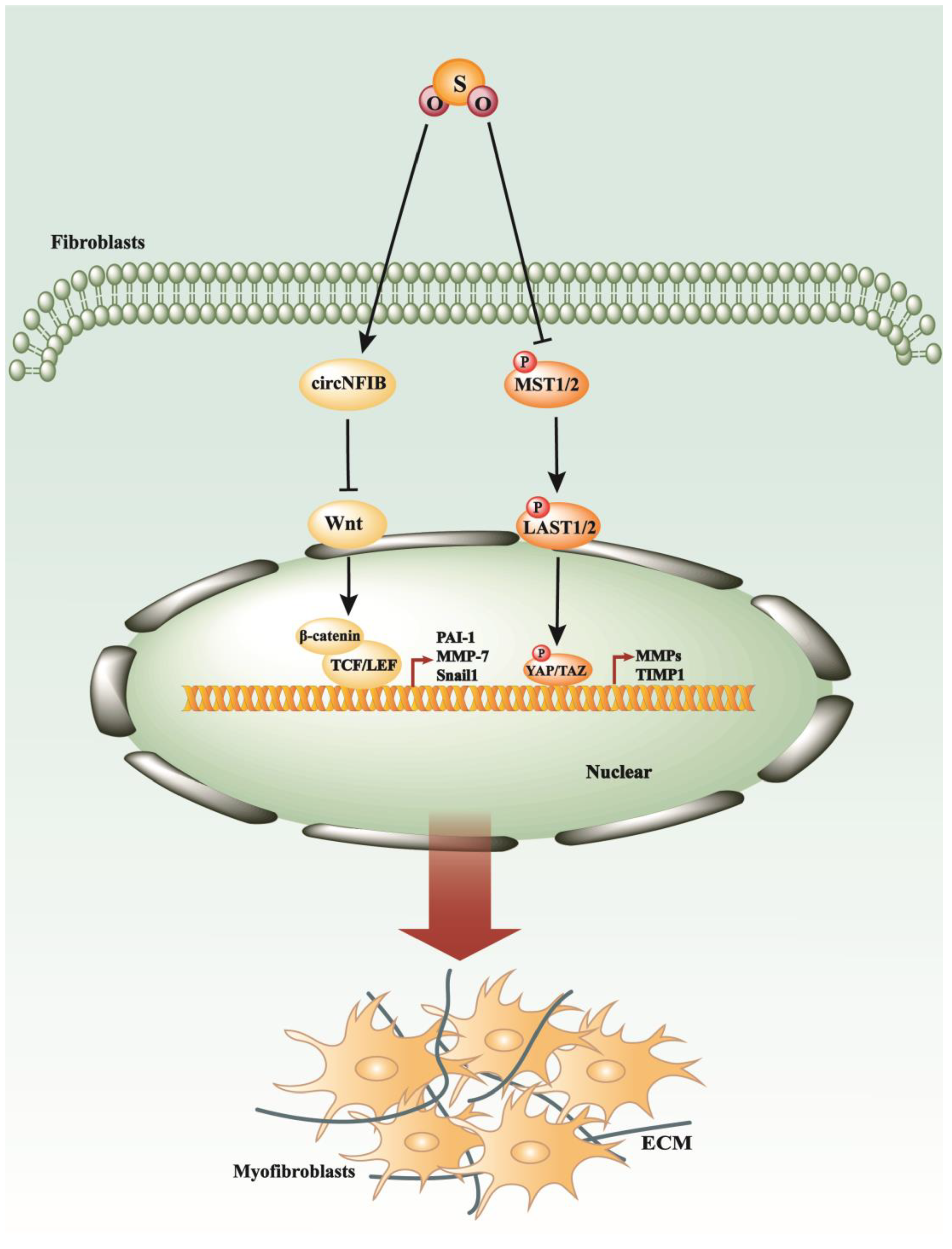 Antioxidants 13 00515 g005