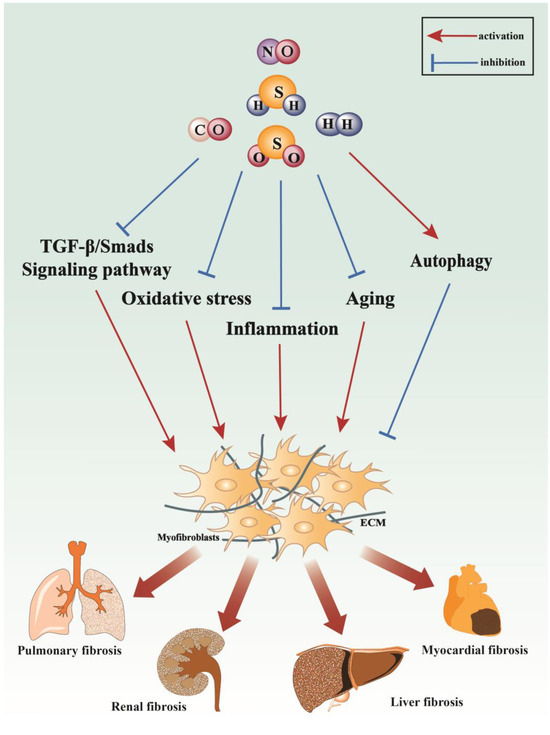 Antioxidants 13 00515 g006