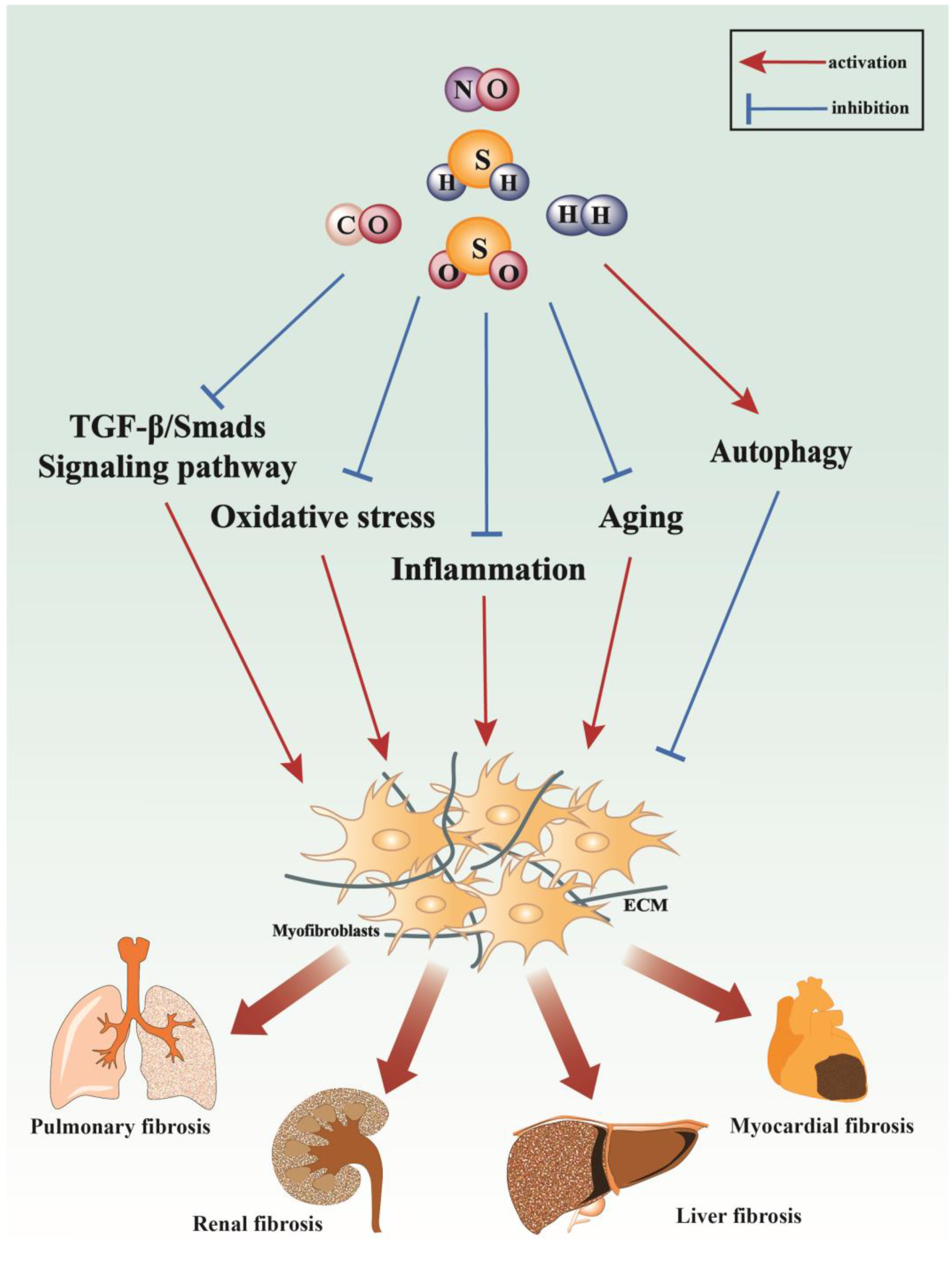 Antioxidants 13 00515 g006