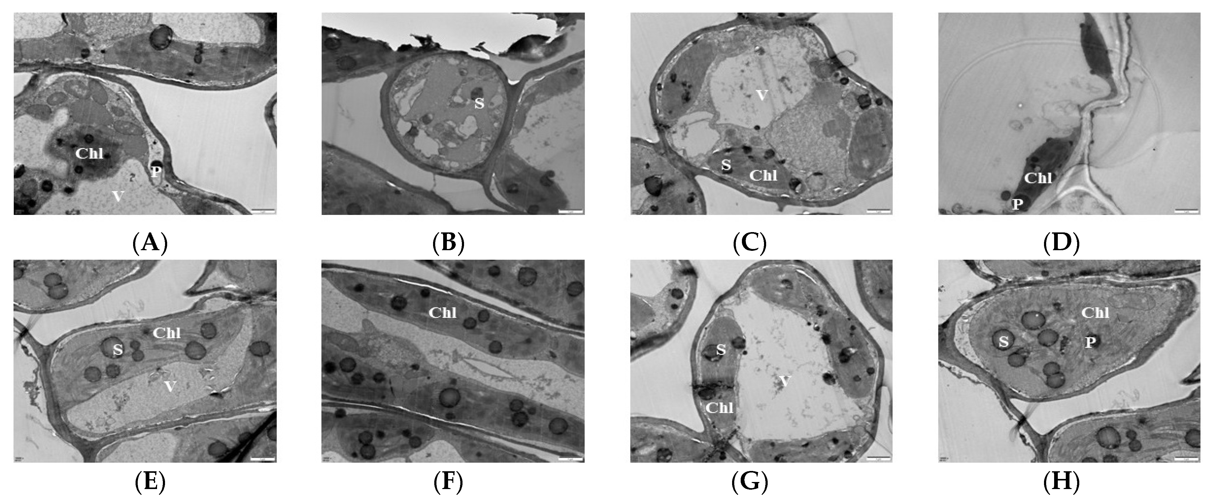 Antioxidants 13 00516 g002