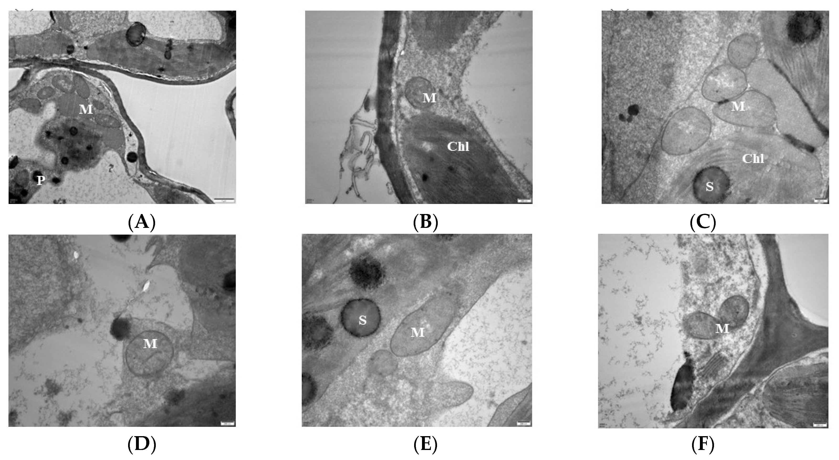 Antioxidants 13 00516 g003