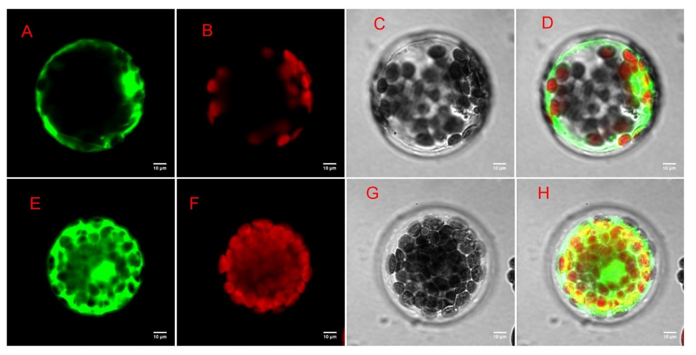 Antioxidants 13 00516 g012