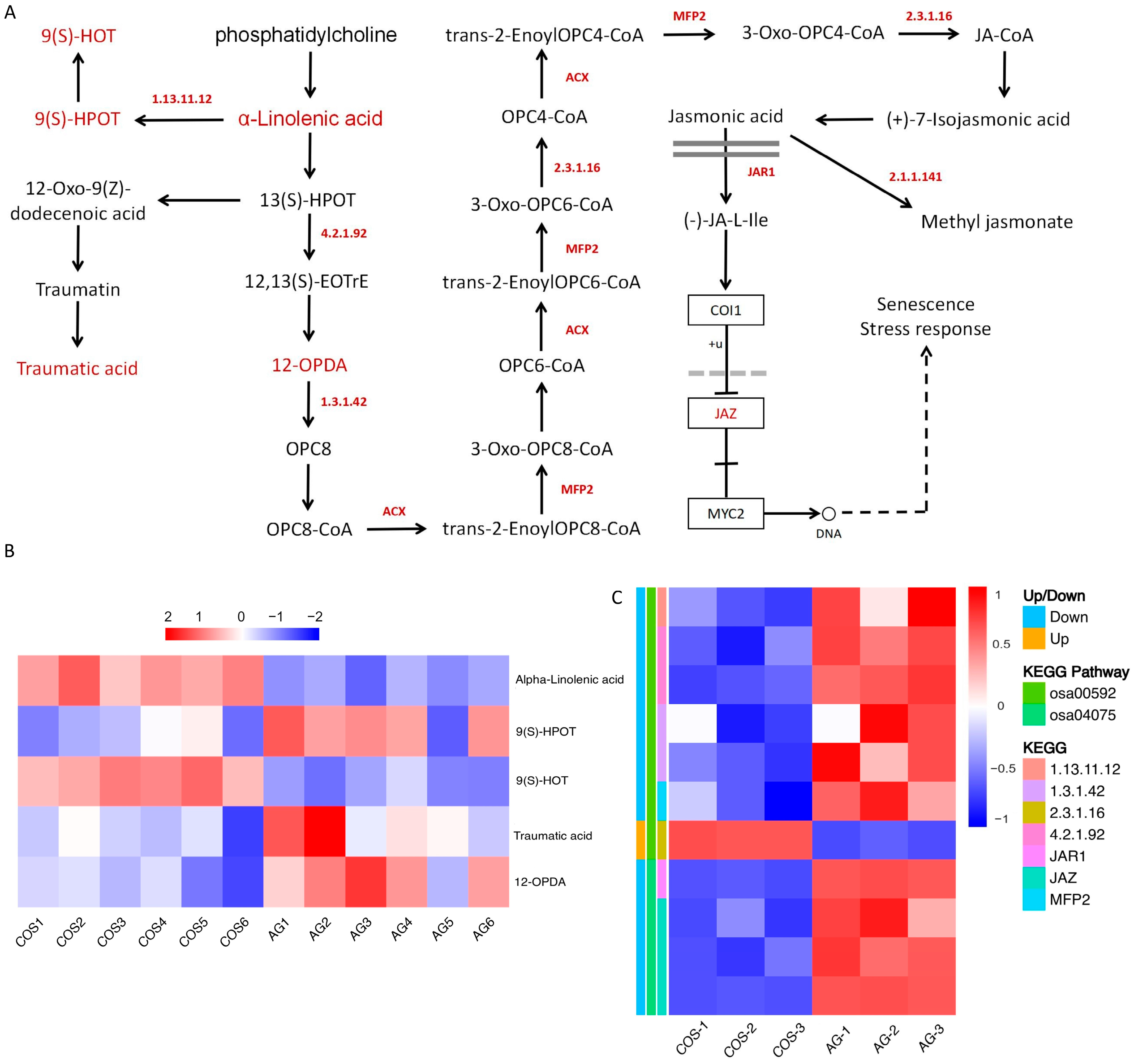 Antioxidants 13 00521 g005