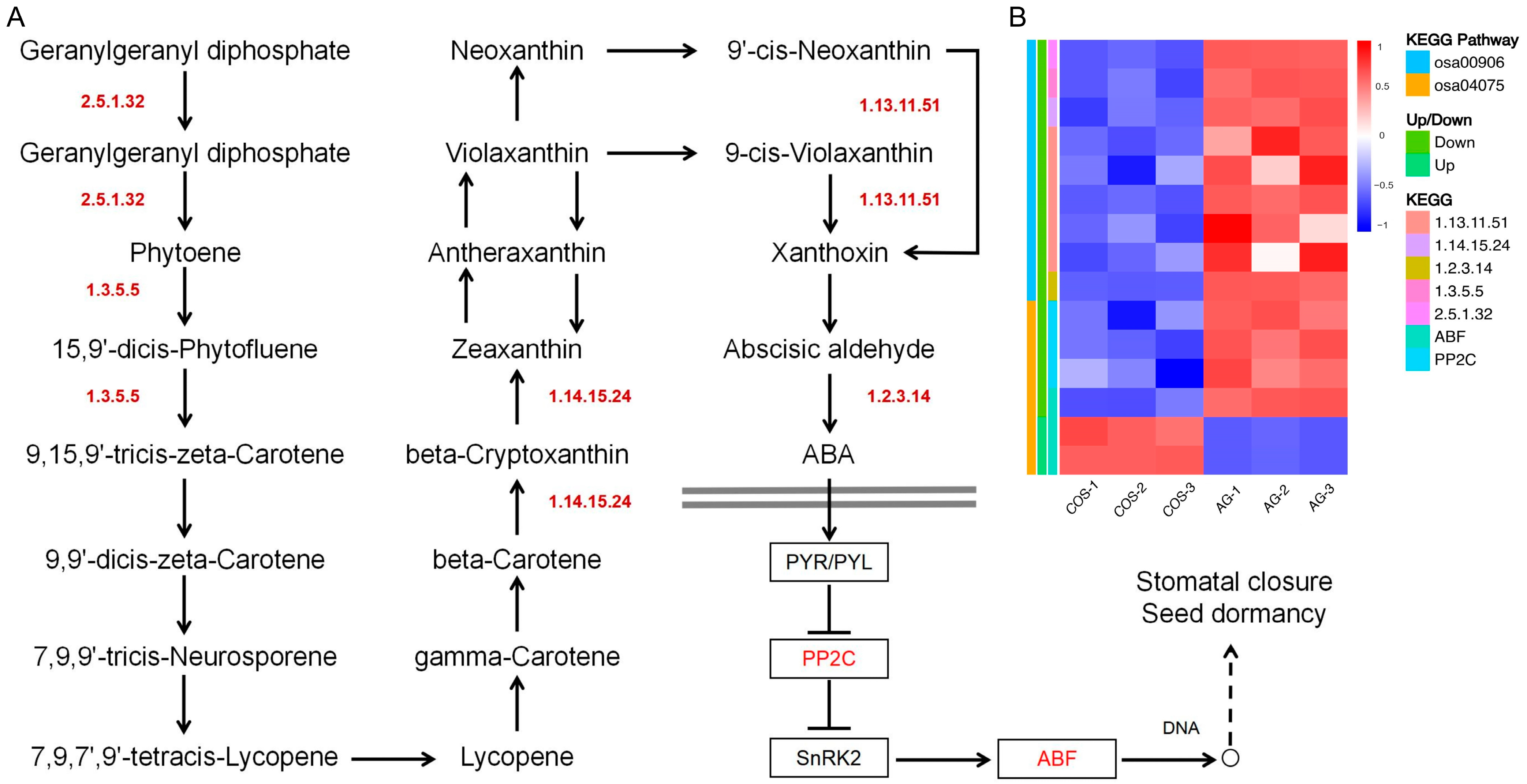 Antioxidants 13 00521 g006