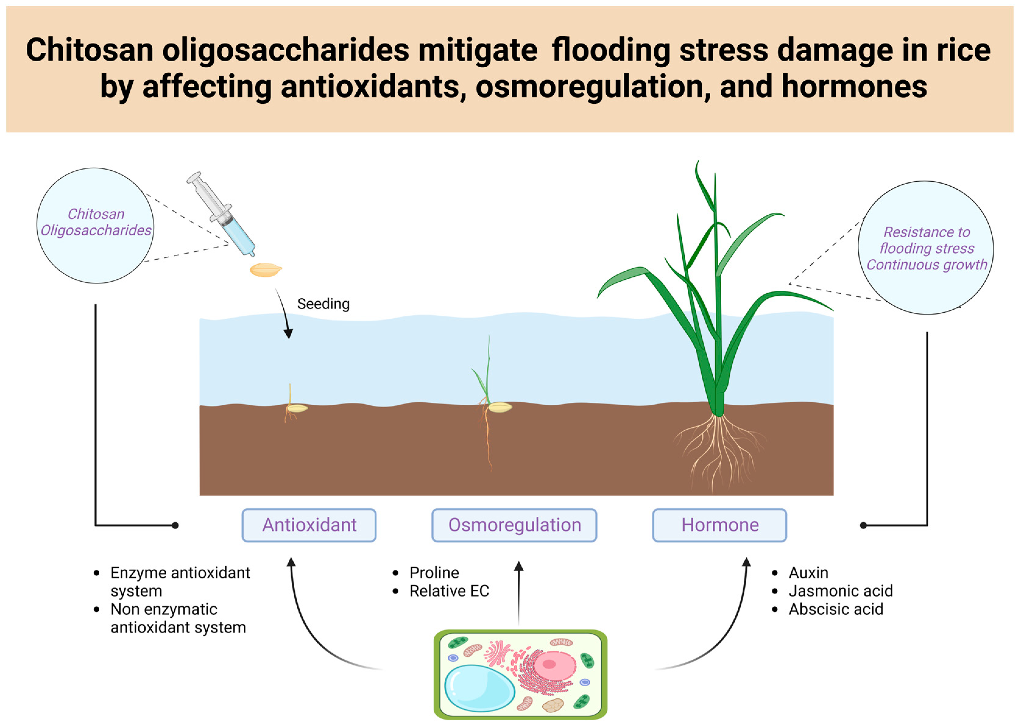 Antioxidants 13 00521 g007