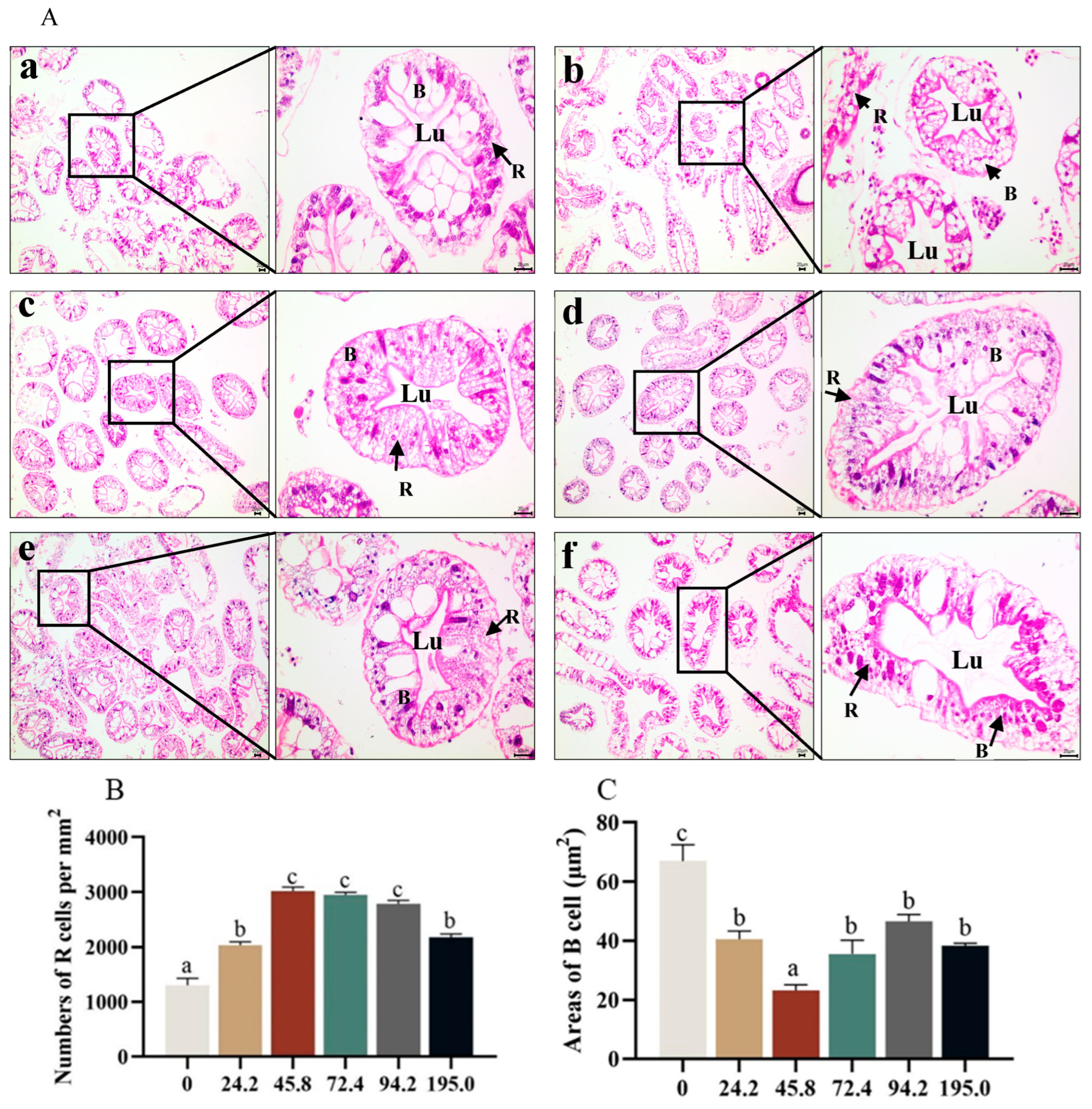 Antioxidants 13 00522 g005