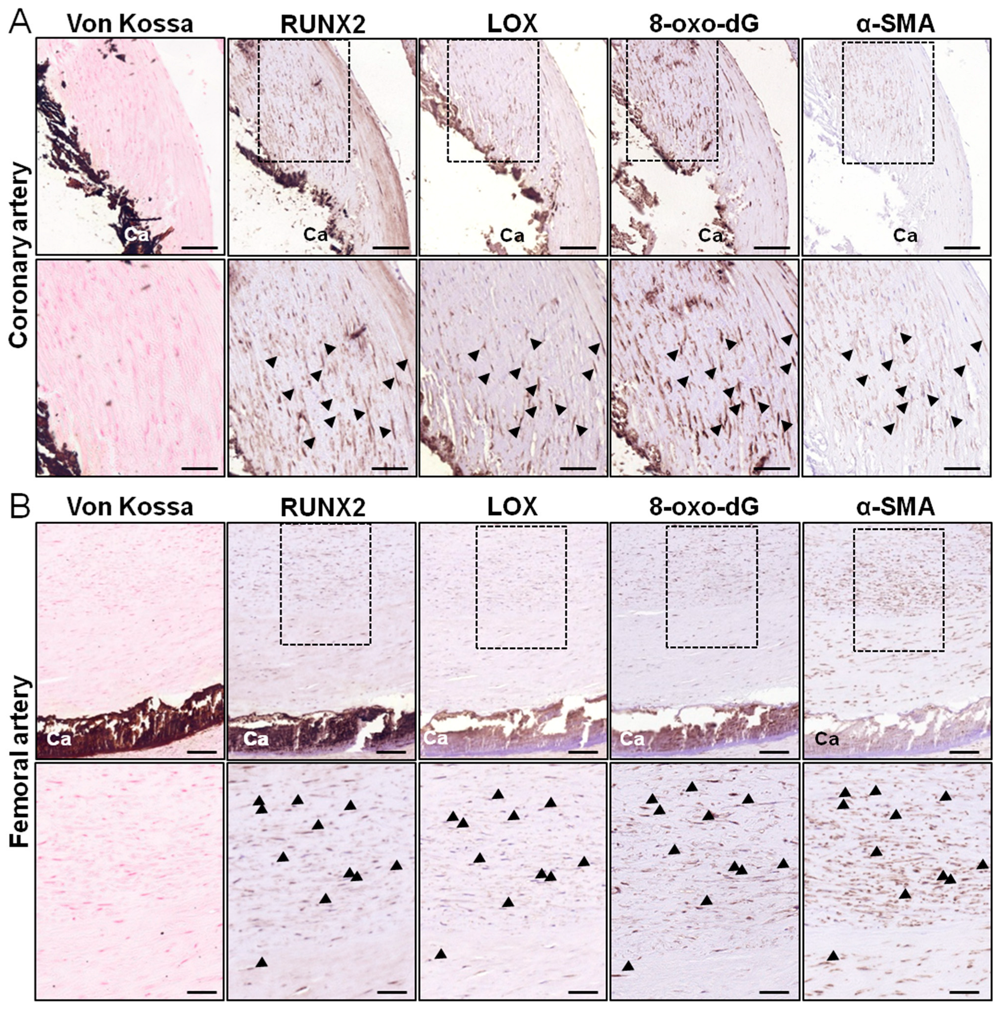 Antioxidants 13 00523 g001