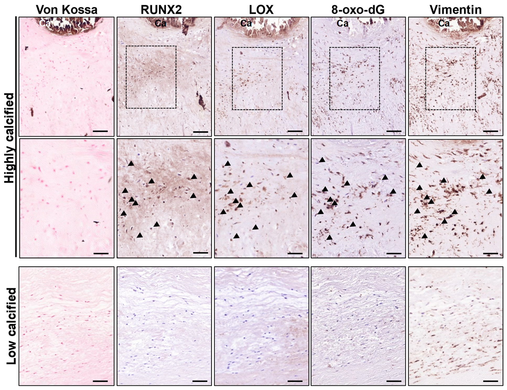Antioxidants 13 00523 g003