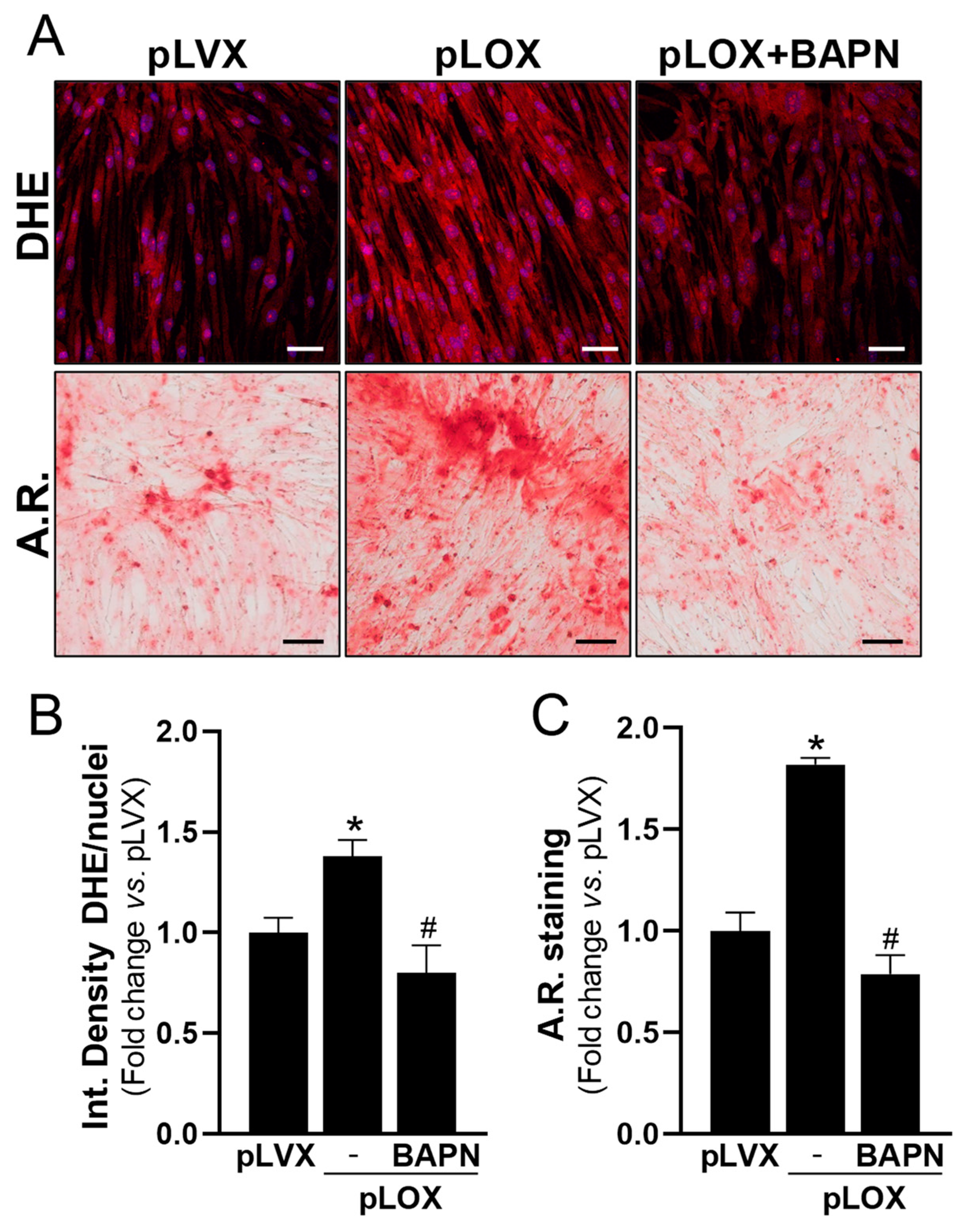 Antioxidants 13 00523 g009