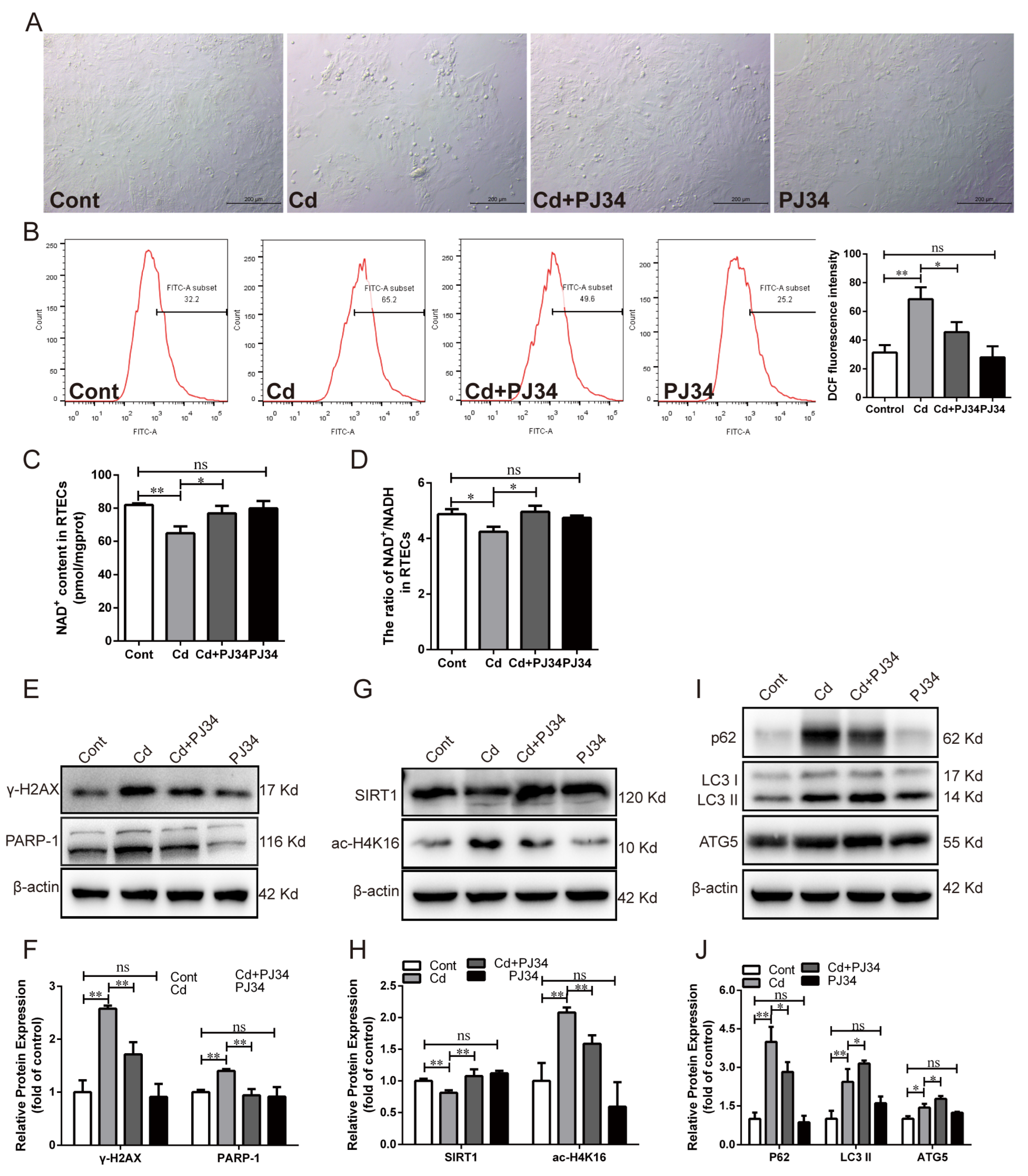 Antioxidants 13 00525 g003